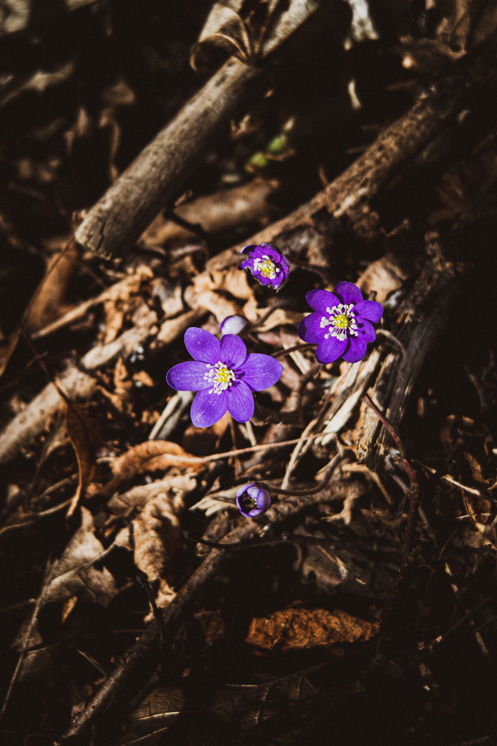 Canon PowerShot G7 X Mark II sample photo. Hepatica, flower, spring photography