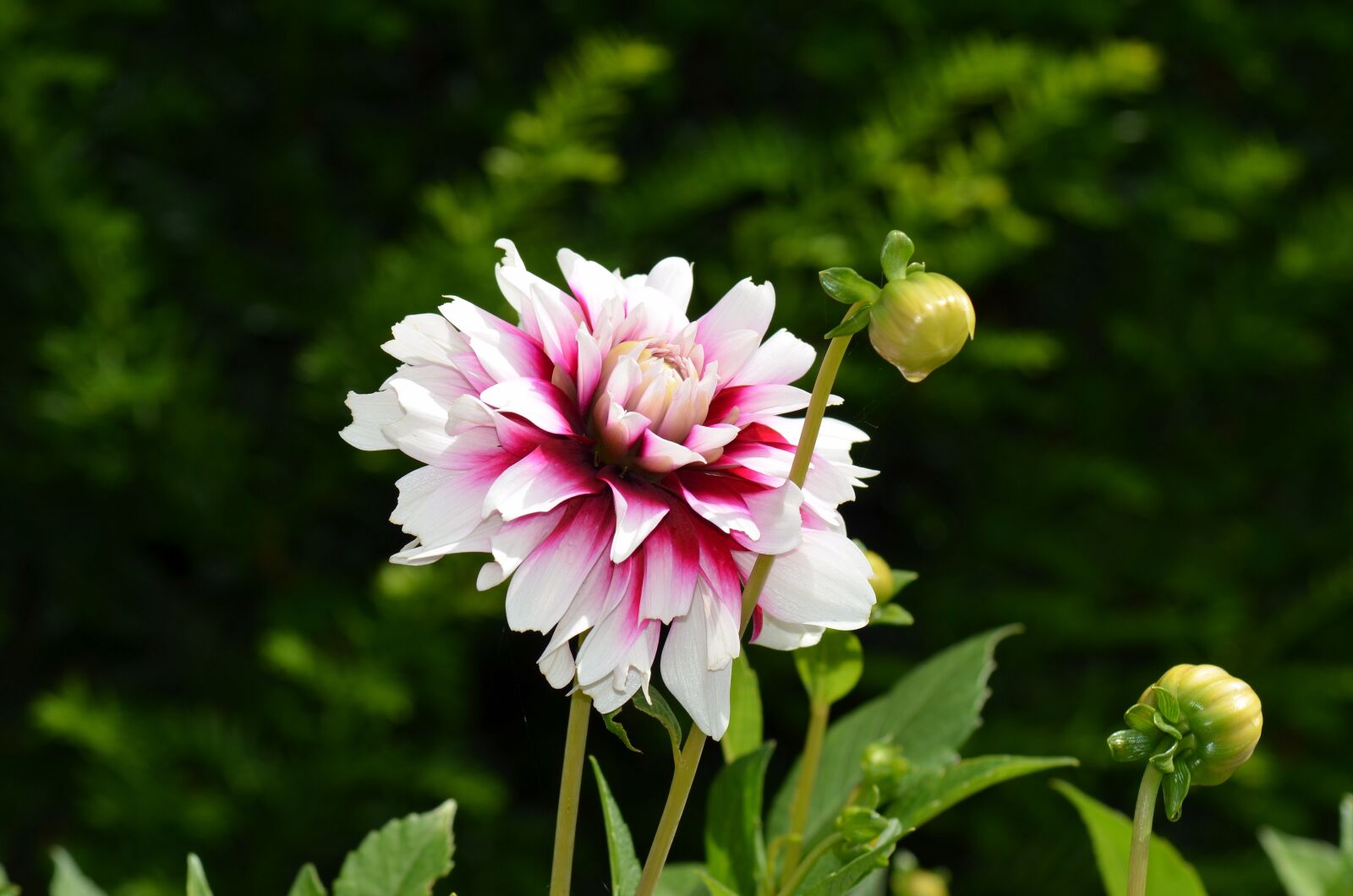 Nikon D5100 sample photo. Dahlia, flower, flower garden photography