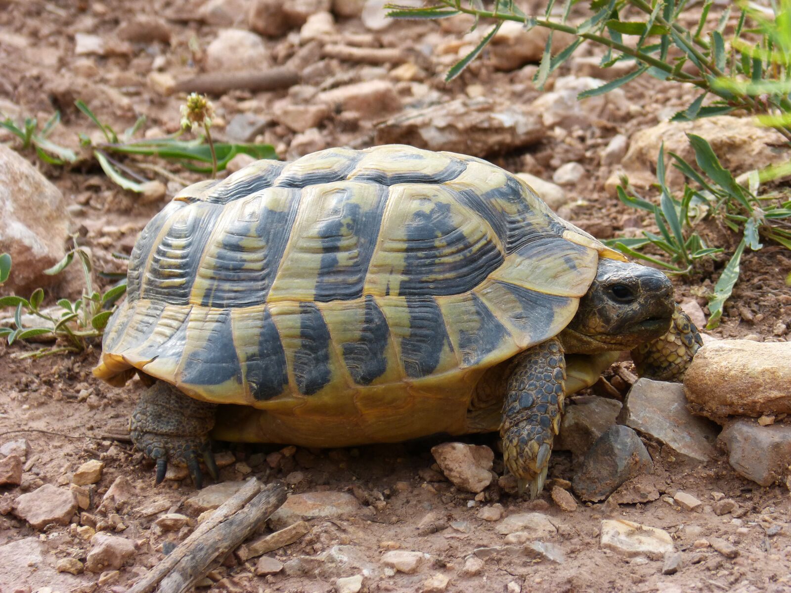 Panasonic DMC-FZ62 sample photo. Turtle, mediterranean tortoise, land photography