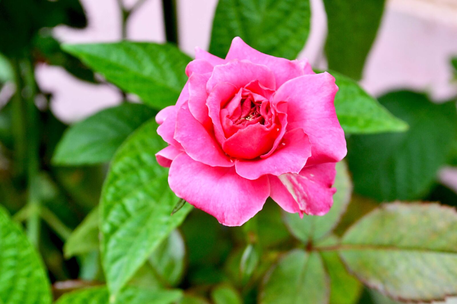Nikon D3100 sample photo. Great, habitat, asian photography