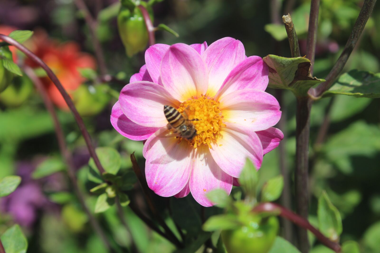 Canon EOS 1300D (EOS Rebel T6 / EOS Kiss X80) sample photo. Flower, honeybee, insect photography