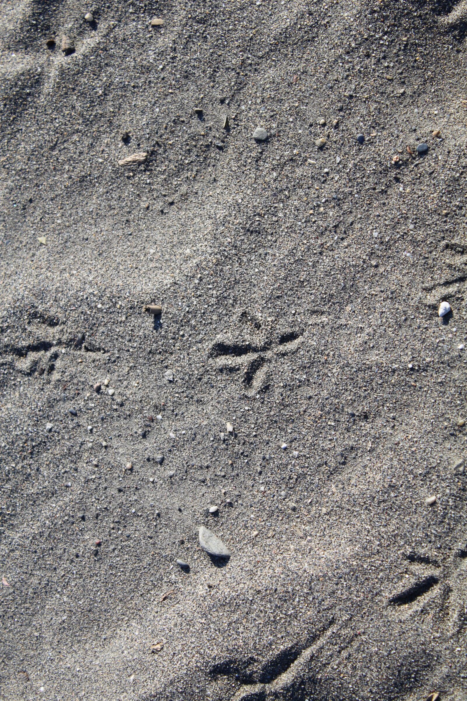 Canon EOS 500D (EOS Rebel T1i / EOS Kiss X3) sample photo. Sand, traces, beach photography