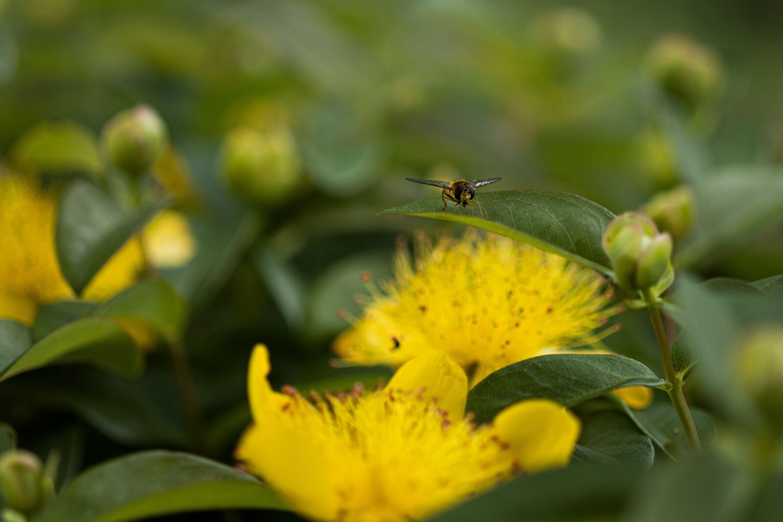 Canon EOS R sample photo. Hoverfly, syrphidae, insect photography