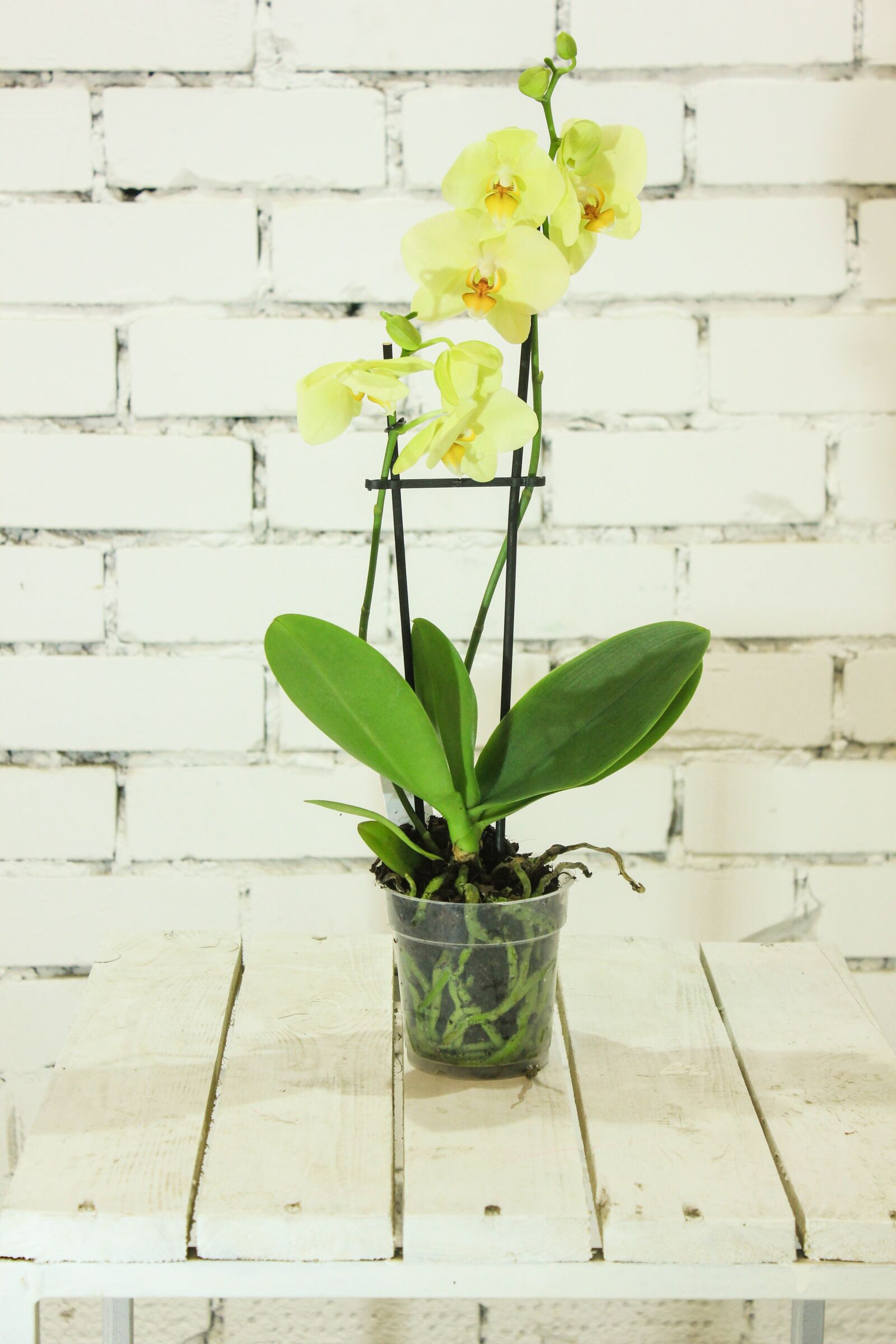 Canon EOS 550D (EOS Rebel T2i / EOS Kiss X4) sample photo. Yellow, flower, orchid photography