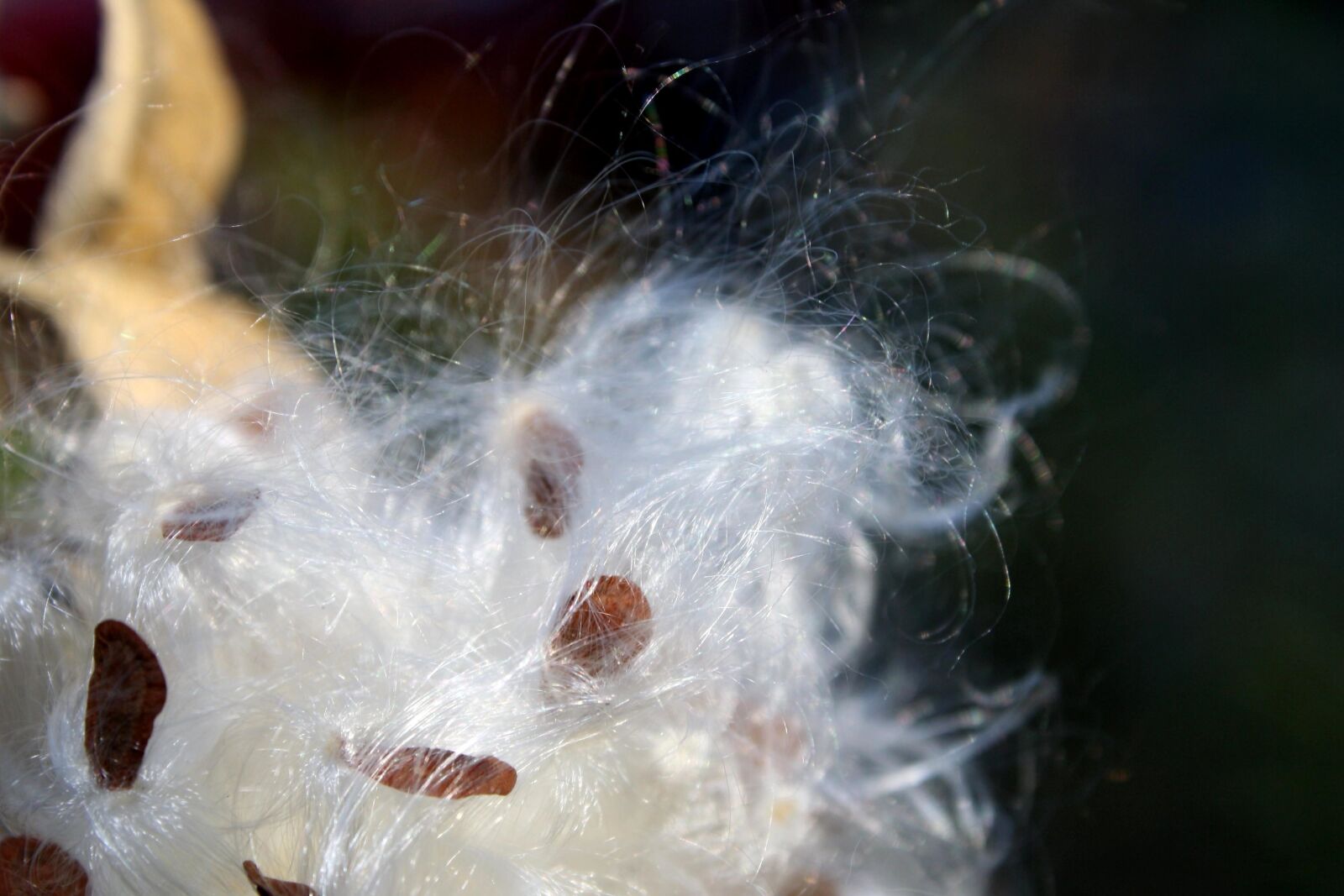 Canon EOS 1000D (EOS Digital Rebel XS / EOS Kiss F) + f/3.5-5.6 IS sample photo. Cotton grass, milkweed, seeds photography