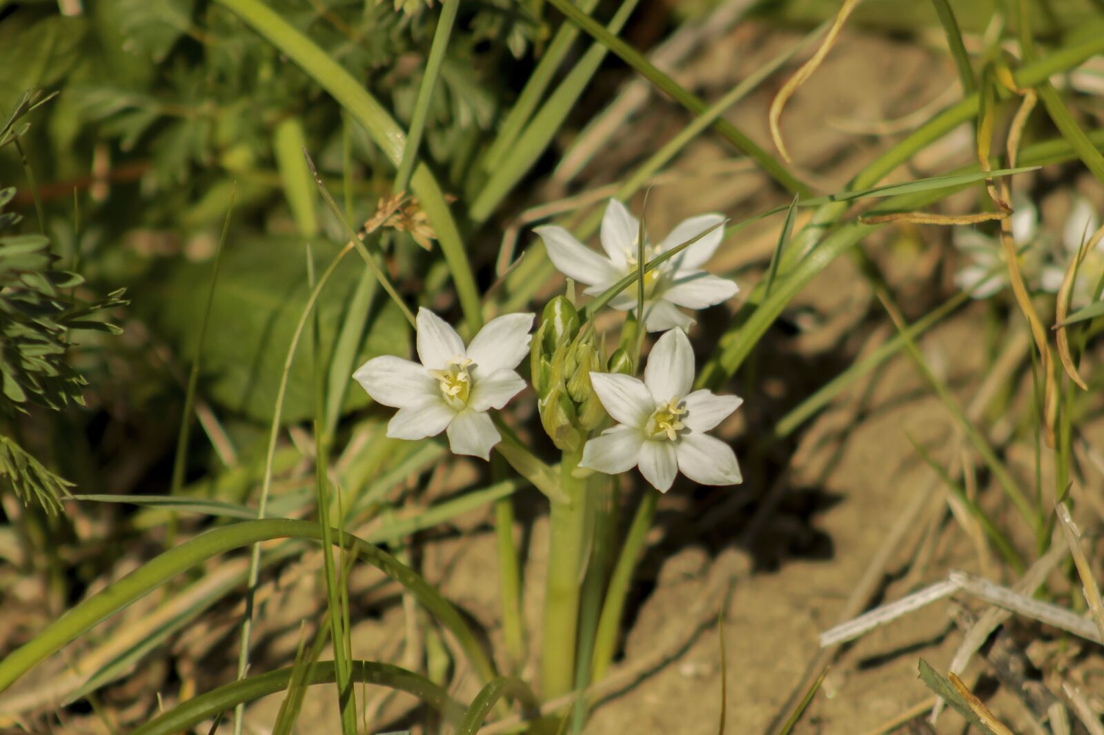 Canon EF75-300mm f/4-5.6 sample photo. Justin, field, wildflower photography