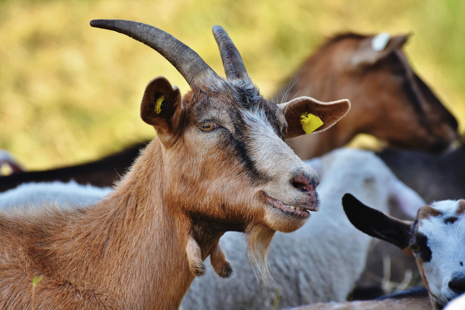 Nikon D7200 sample photo. Goat, billy goat, goat photography