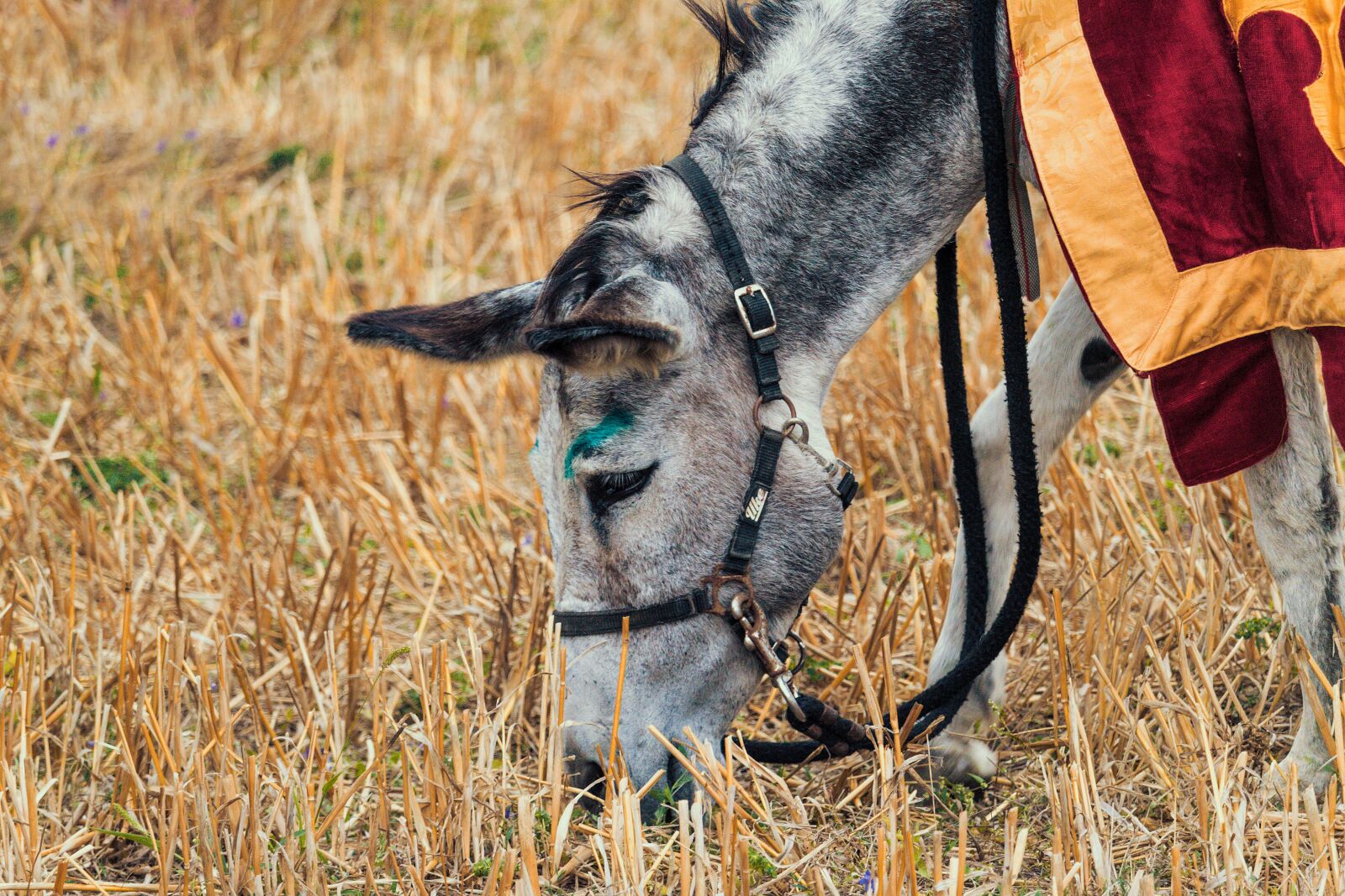 Canon EF-S 55-250mm F4-5.6 IS STM sample photo. Donkey, mule, animal photography