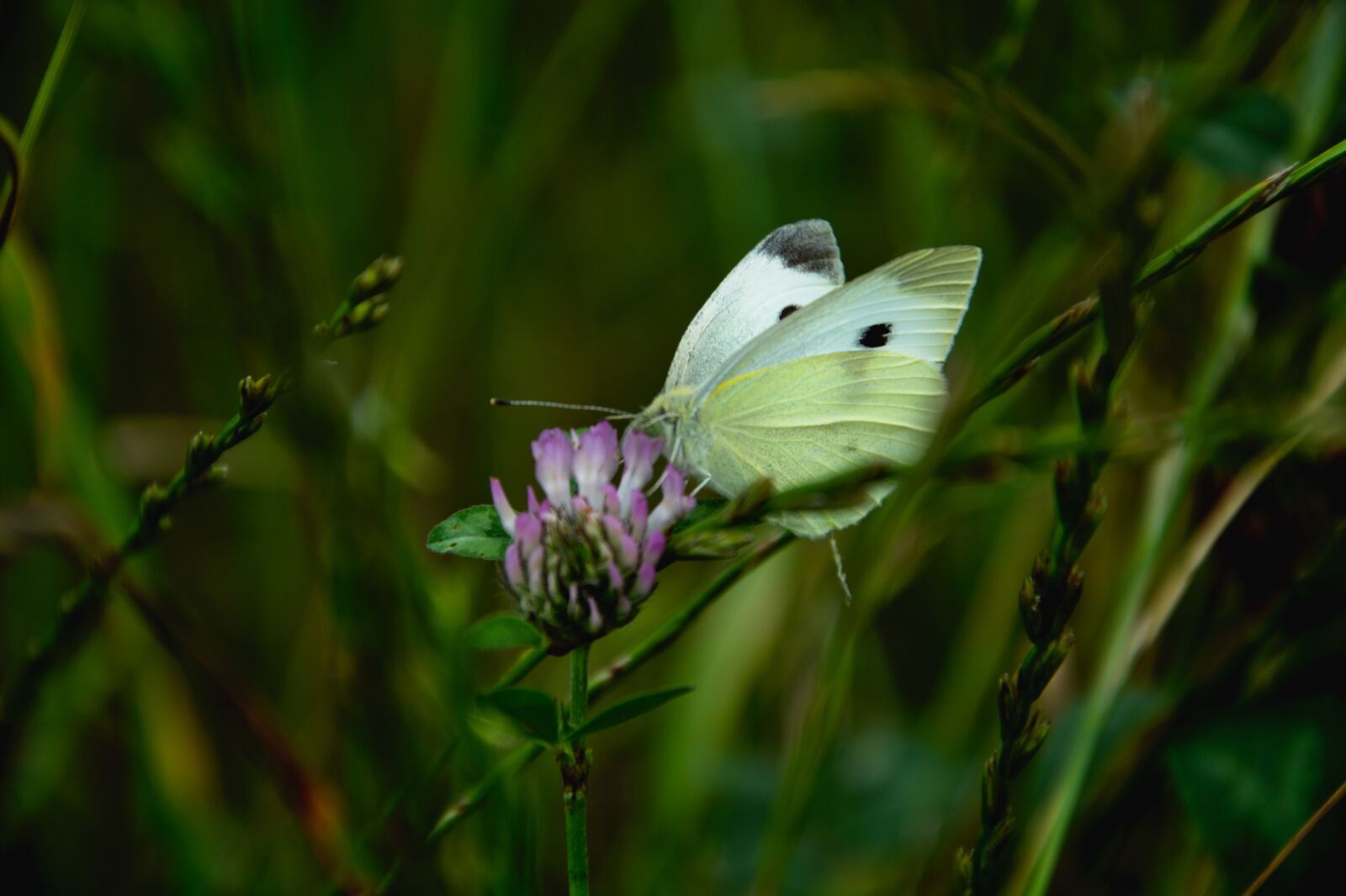 Nikon D5200 sample photo. Butterfly, insect, botany photography