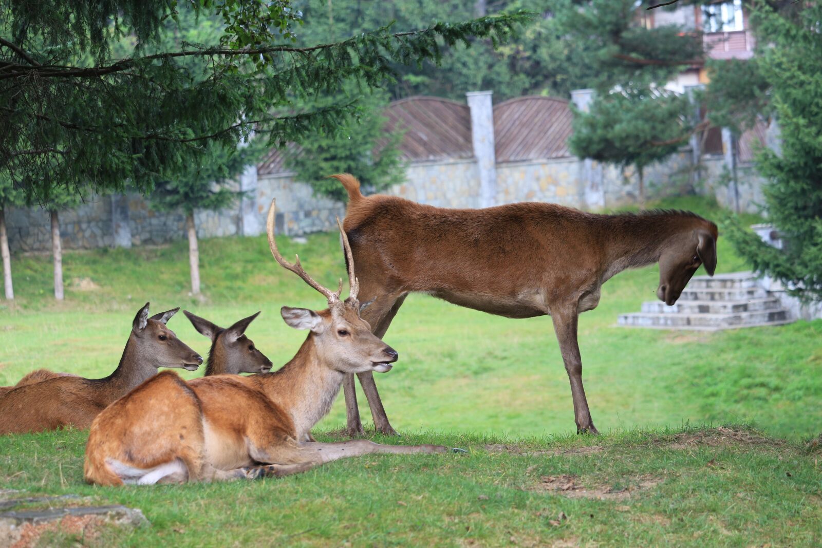 Canon EOS 700D (EOS Rebel T5i / EOS Kiss X7i) sample photo. Deer, animal, mammal photography