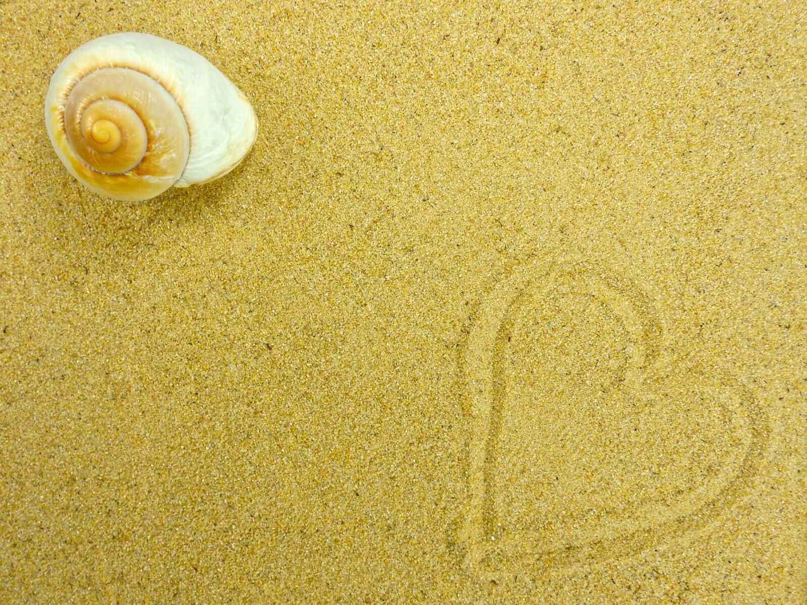 Nikon Coolpix P900 sample photo. Sand, beach, shell photography