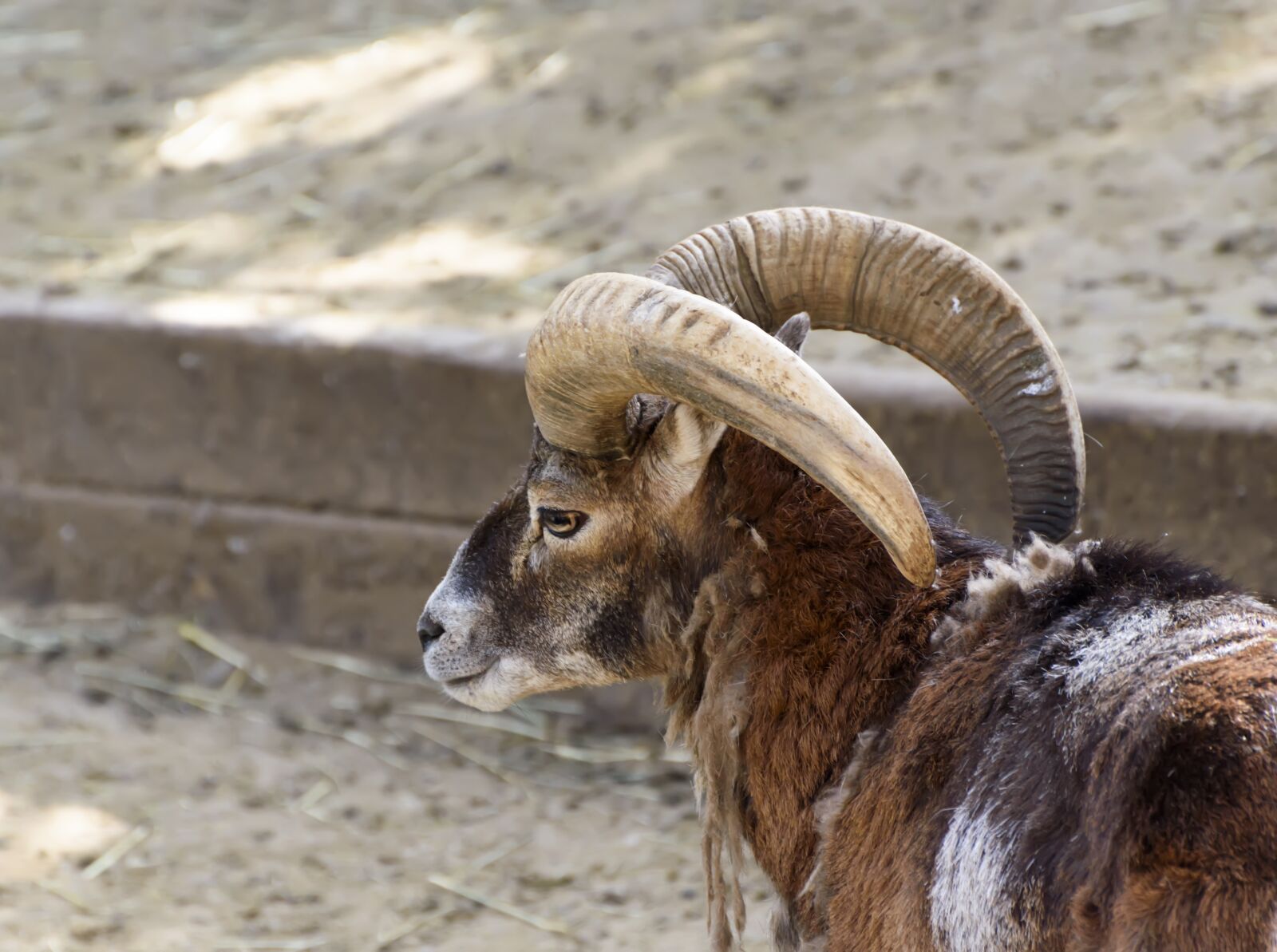 Nikon D5500 sample photo. Mammals, mouflon, zoo photography