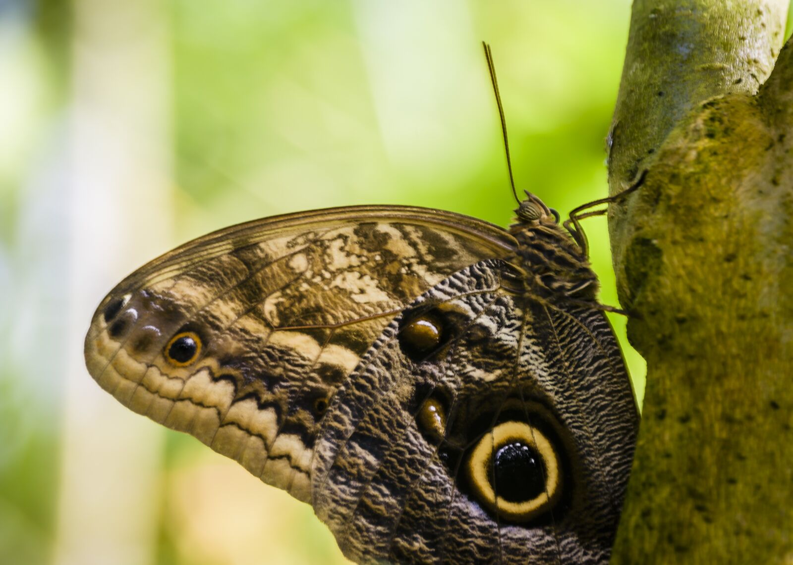 Nikon D7200 sample photo. Butterfly, pretty, insect photography