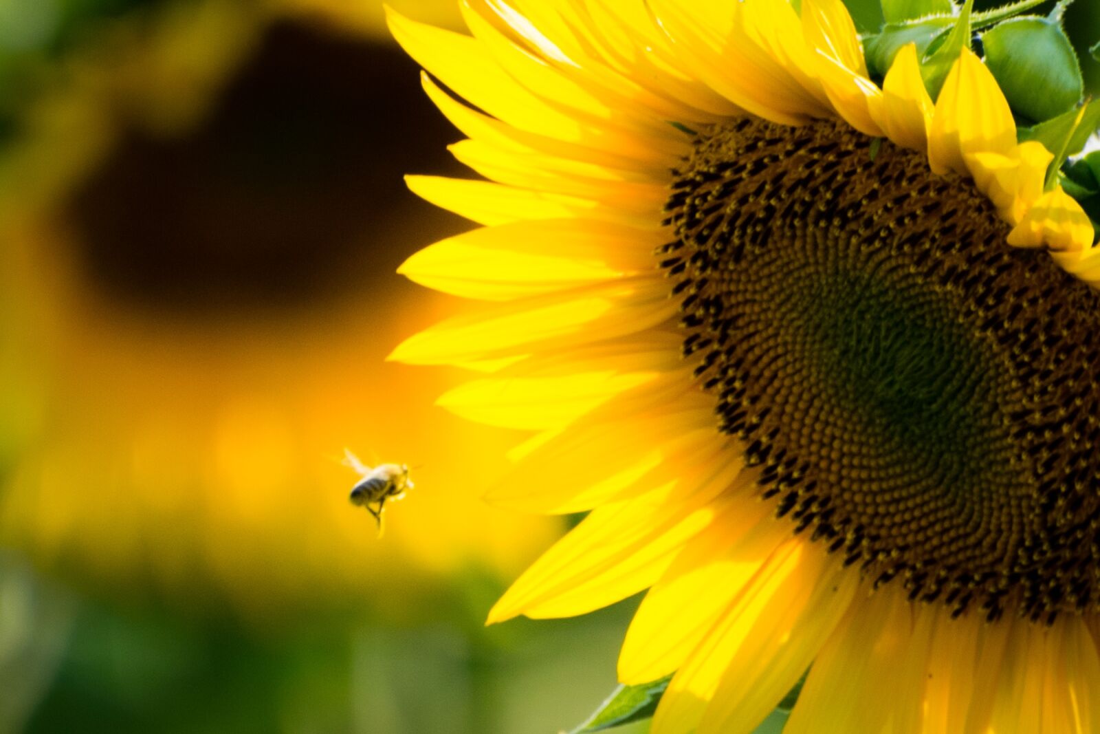 Nikon D5300 sample photo. Sunflower, bee, yellow photography