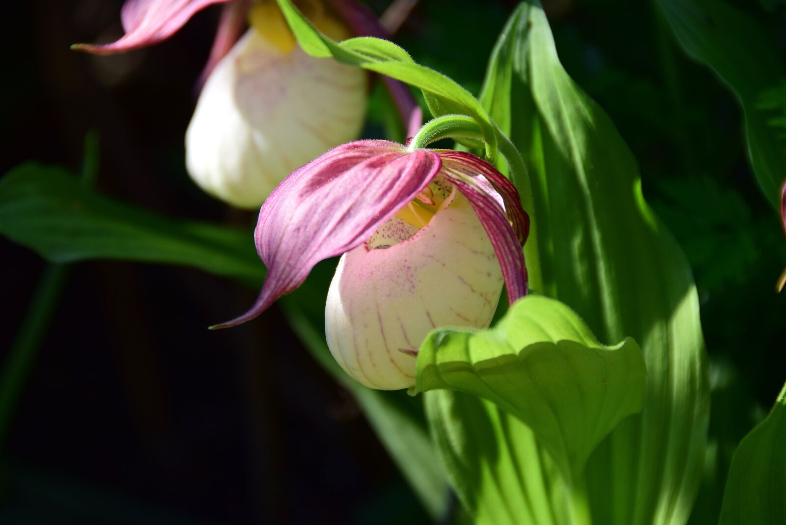 Nikon D5300 sample photo. Frauenschuh, orchid, blossom photography