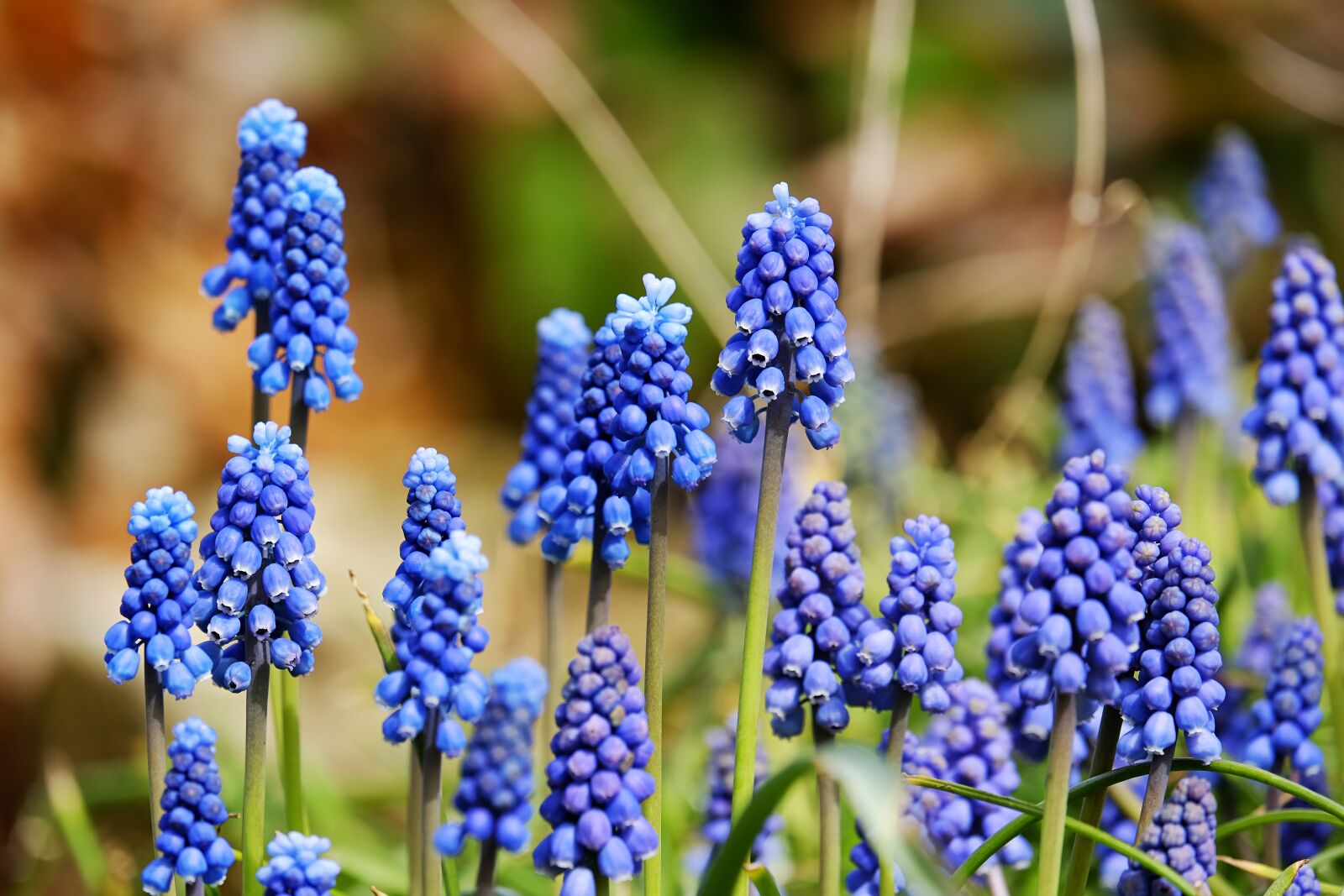 Fujifilm XF 55-200mm F3.5-4.8 R LM OIS sample photo. Muscari, blossom, bloom photography