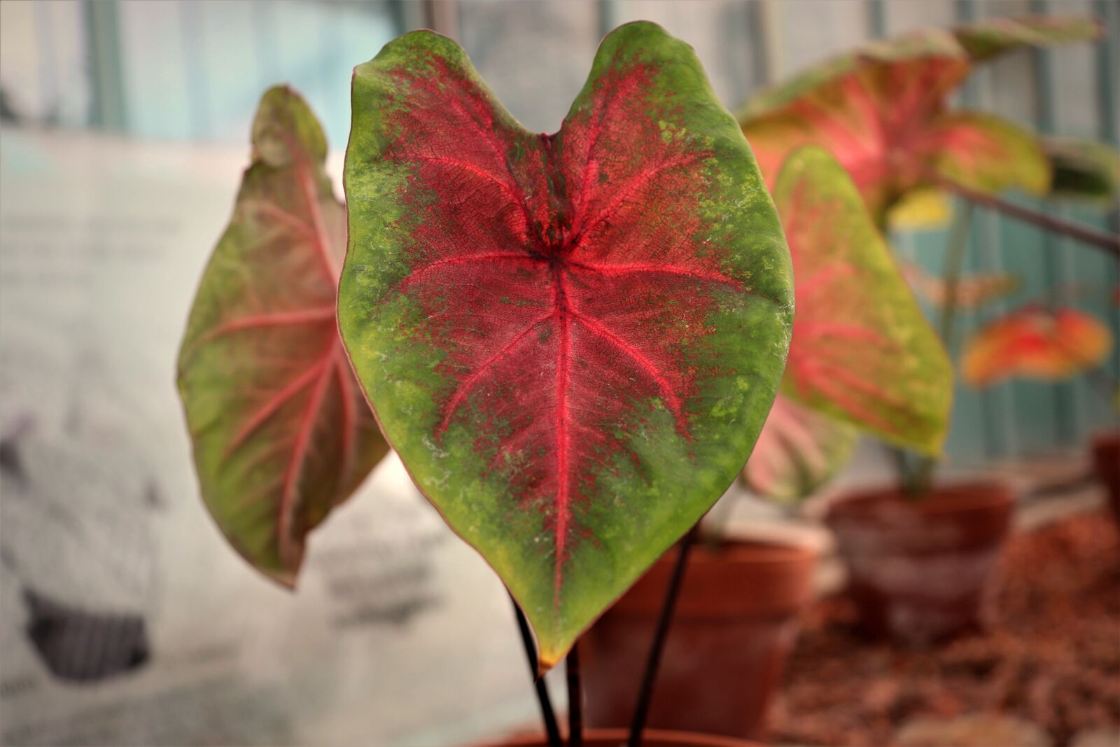 Canon EOS 800D (EOS Rebel T7i / EOS Kiss X9i) sample photo. Caladium, tropical plants, leaves photography