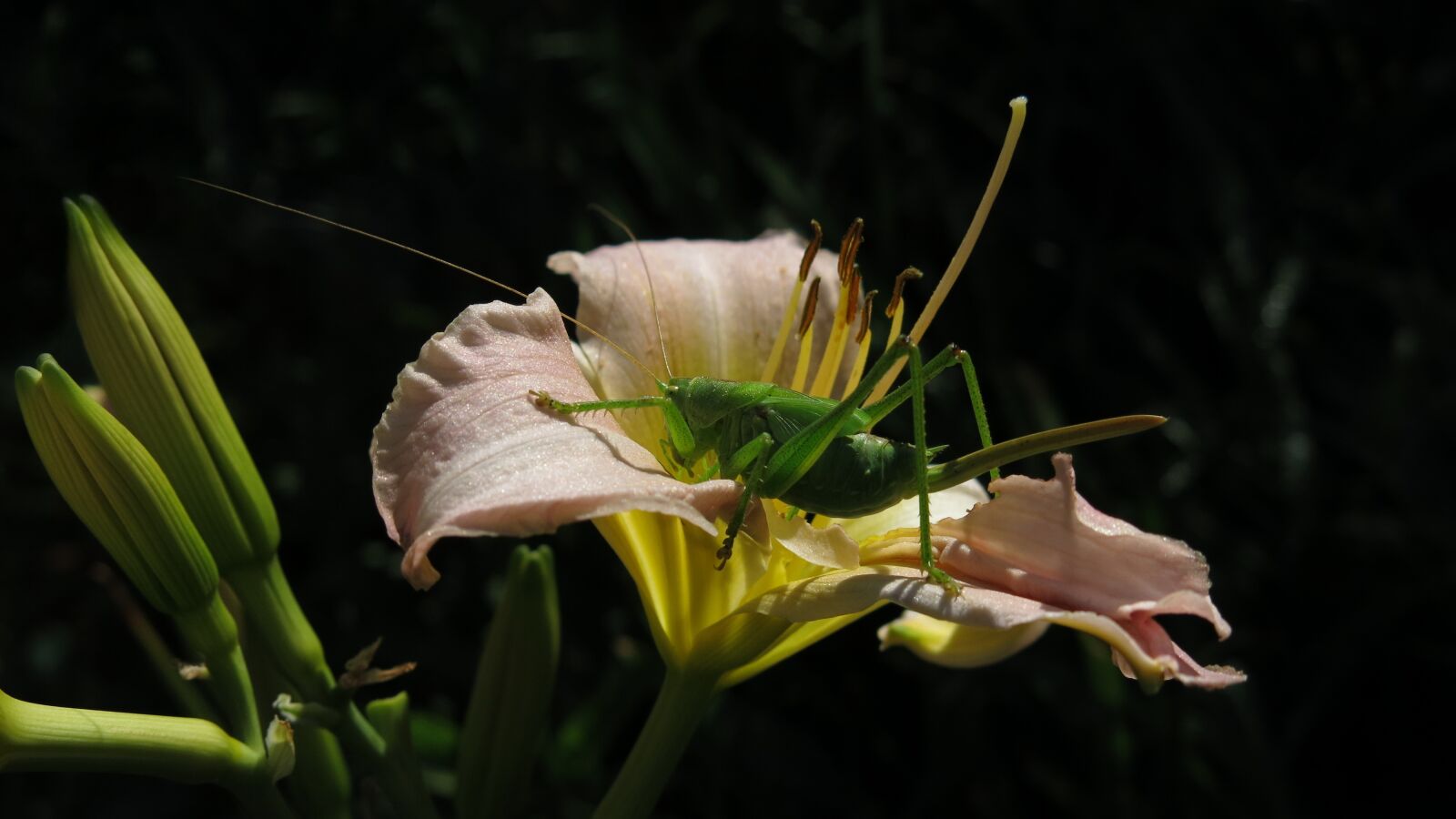 Canon PowerShot G15 sample photo. Tettigonia viridissima, tettigoniidae, female photography