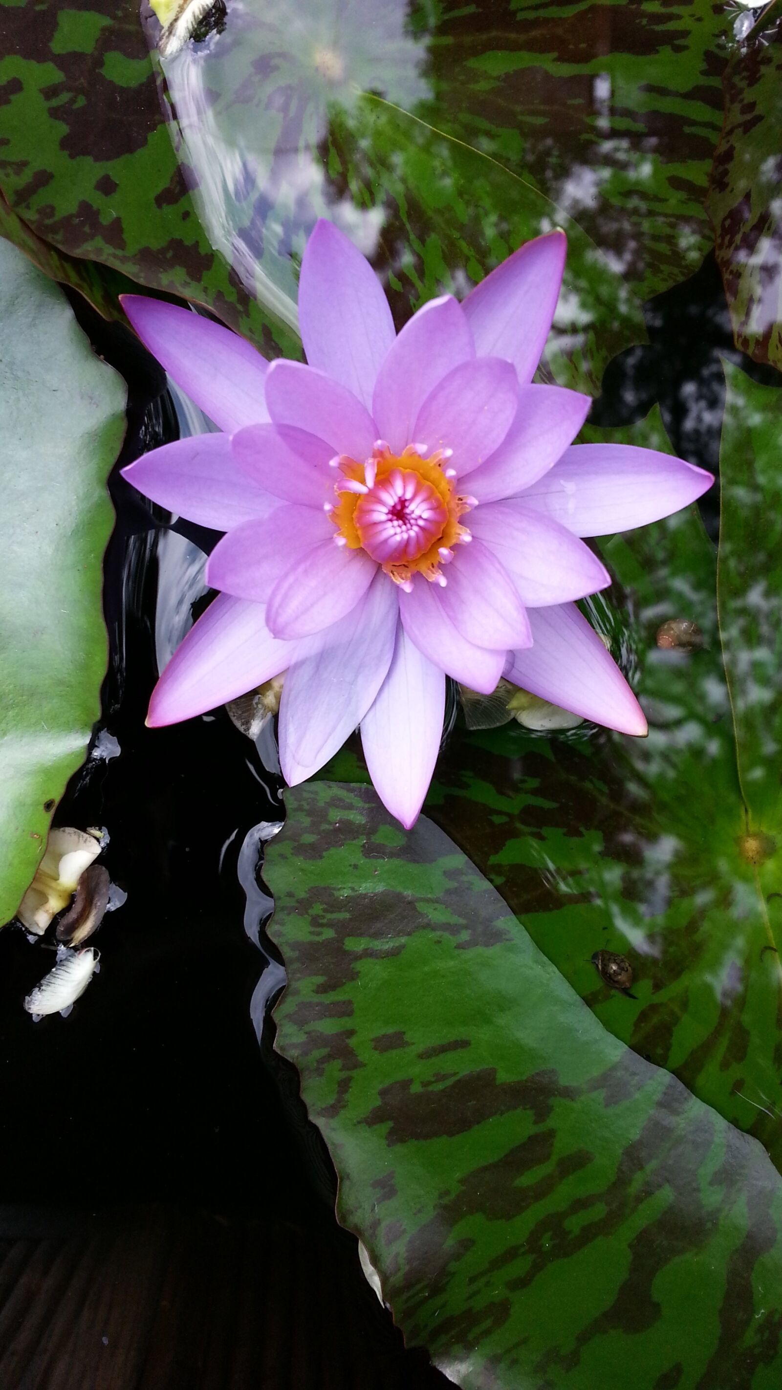Samsung Galaxy Note2 sample photo. Water lilies, lotus, plants photography