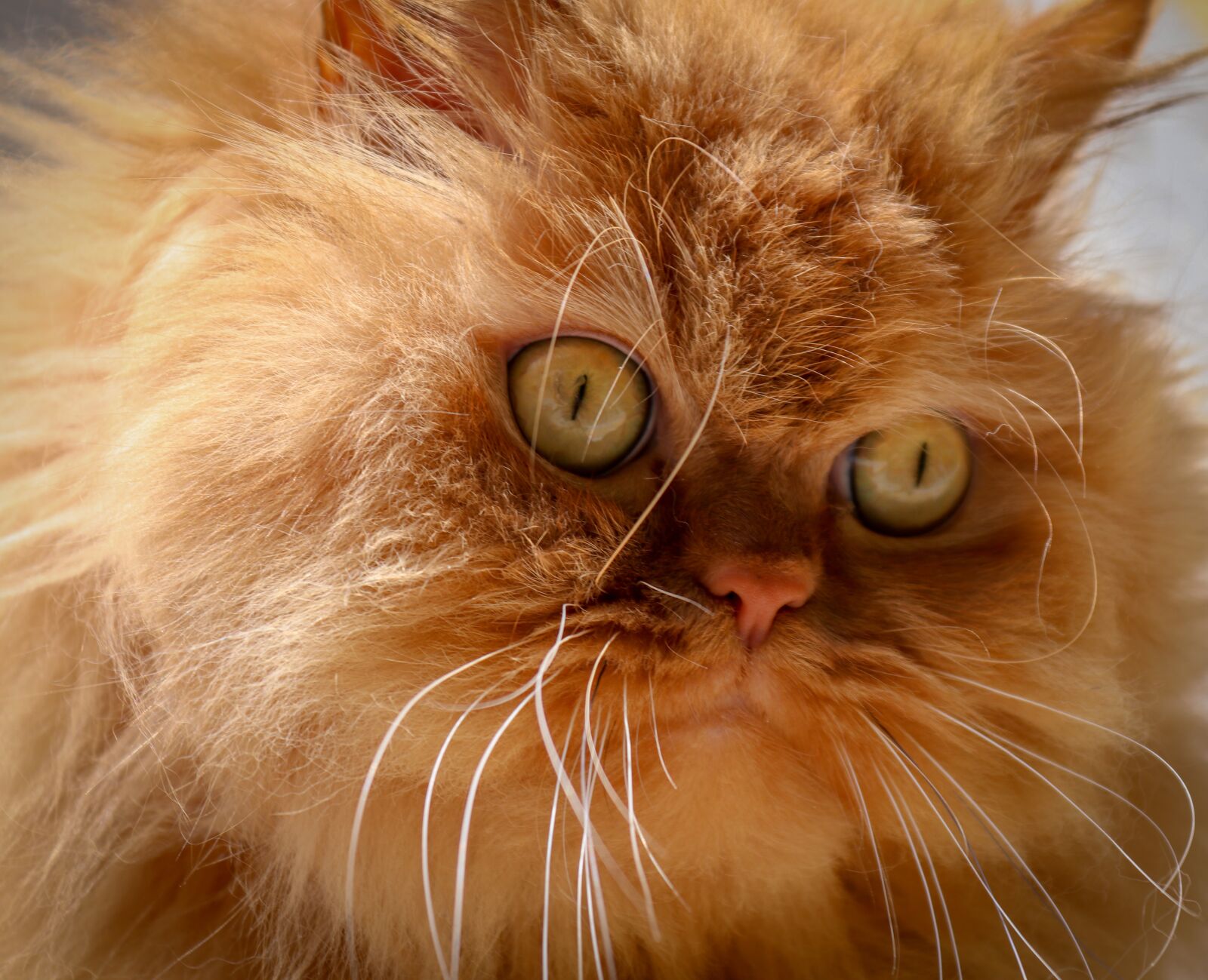 Canon EOS 200D (EOS Rebel SL2 / EOS Kiss X9) sample photo. Cat, animal, persian cat photography