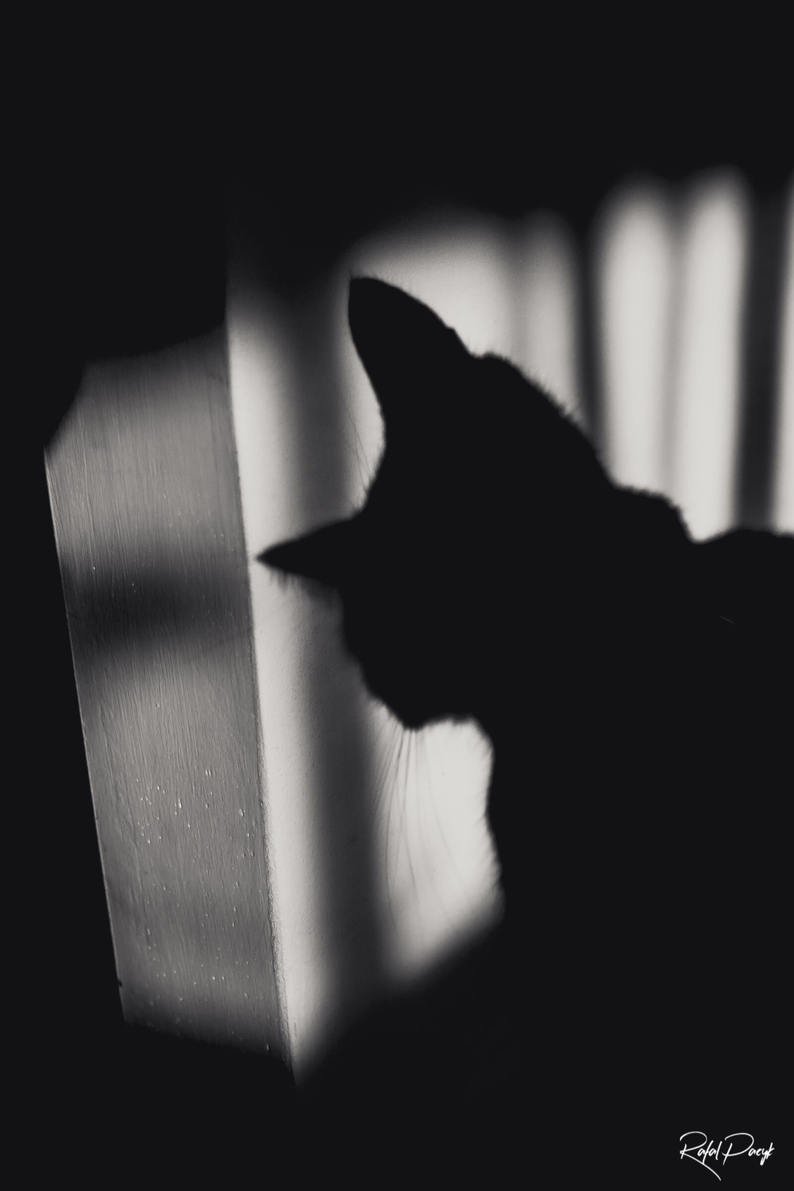 Canon EOS 70D sample photo. Cat, scary, shadow, wall photography