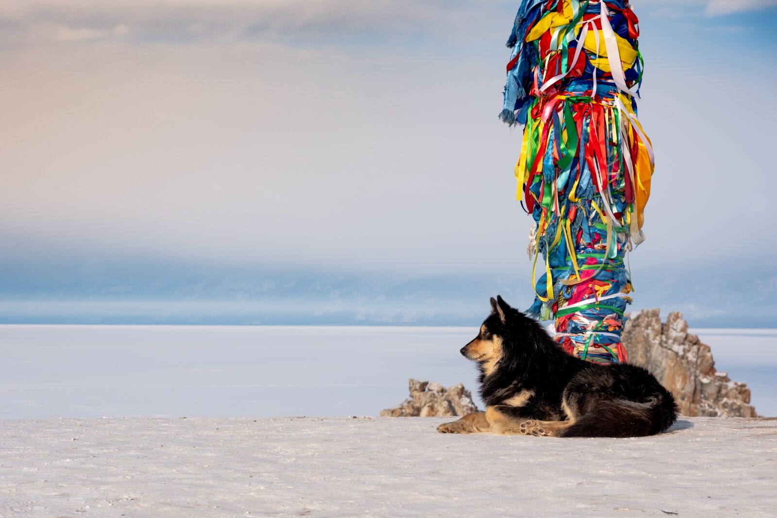 Nikon D750 sample photo. Dog, husky, totem column photography