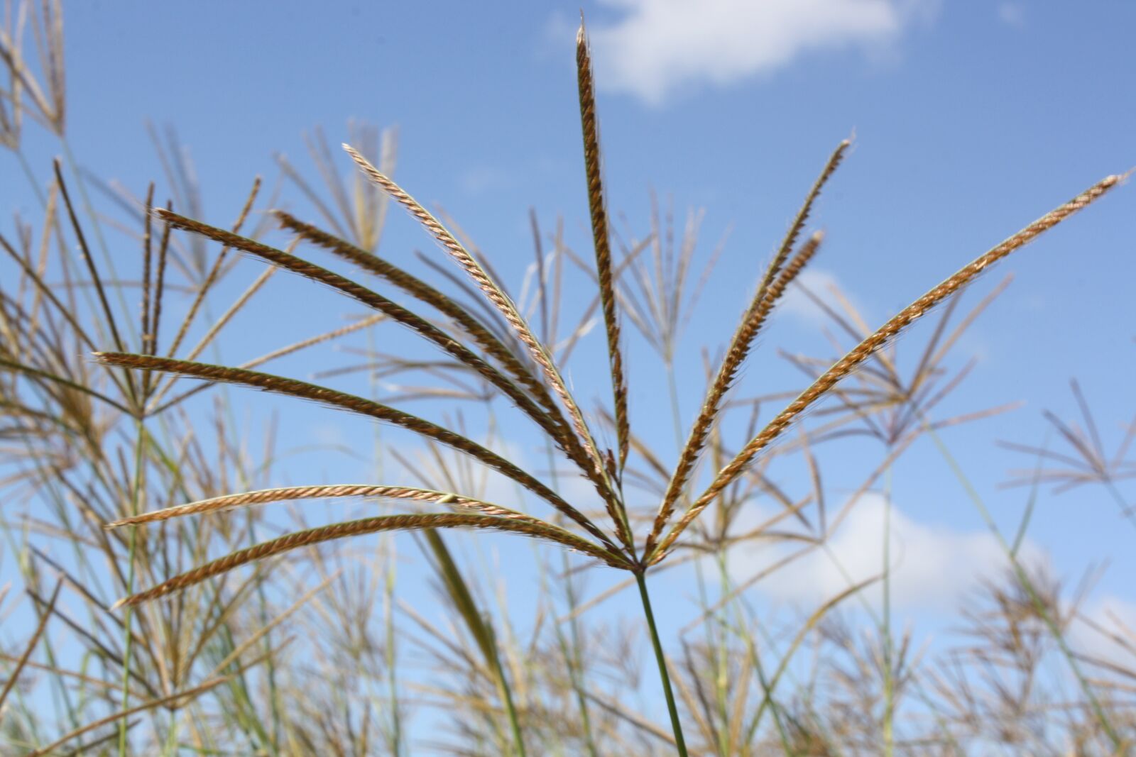 Canon EOS 1000D (EOS Digital Rebel XS / EOS Kiss F) sample photo. Windmill grass, native, australia photography