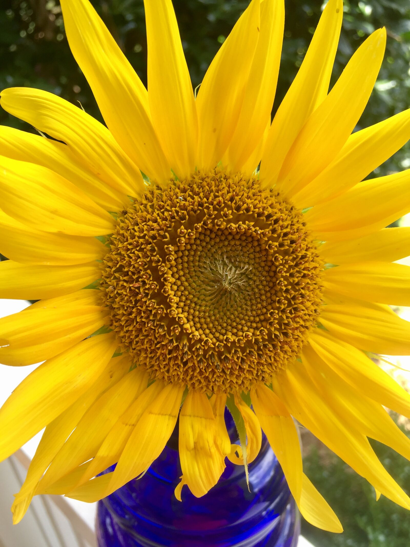 iPhone 6 back camera 4.15mm f/2.2 sample photo. Sunflower photography
