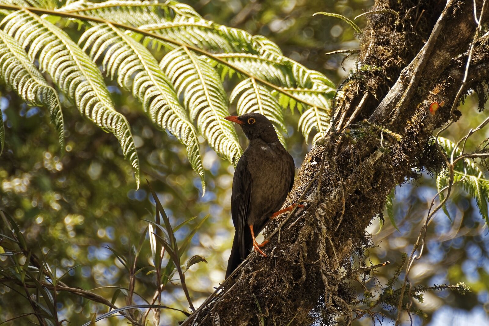 Nikon D500 sample photo. Colombia, tropics, bird photography