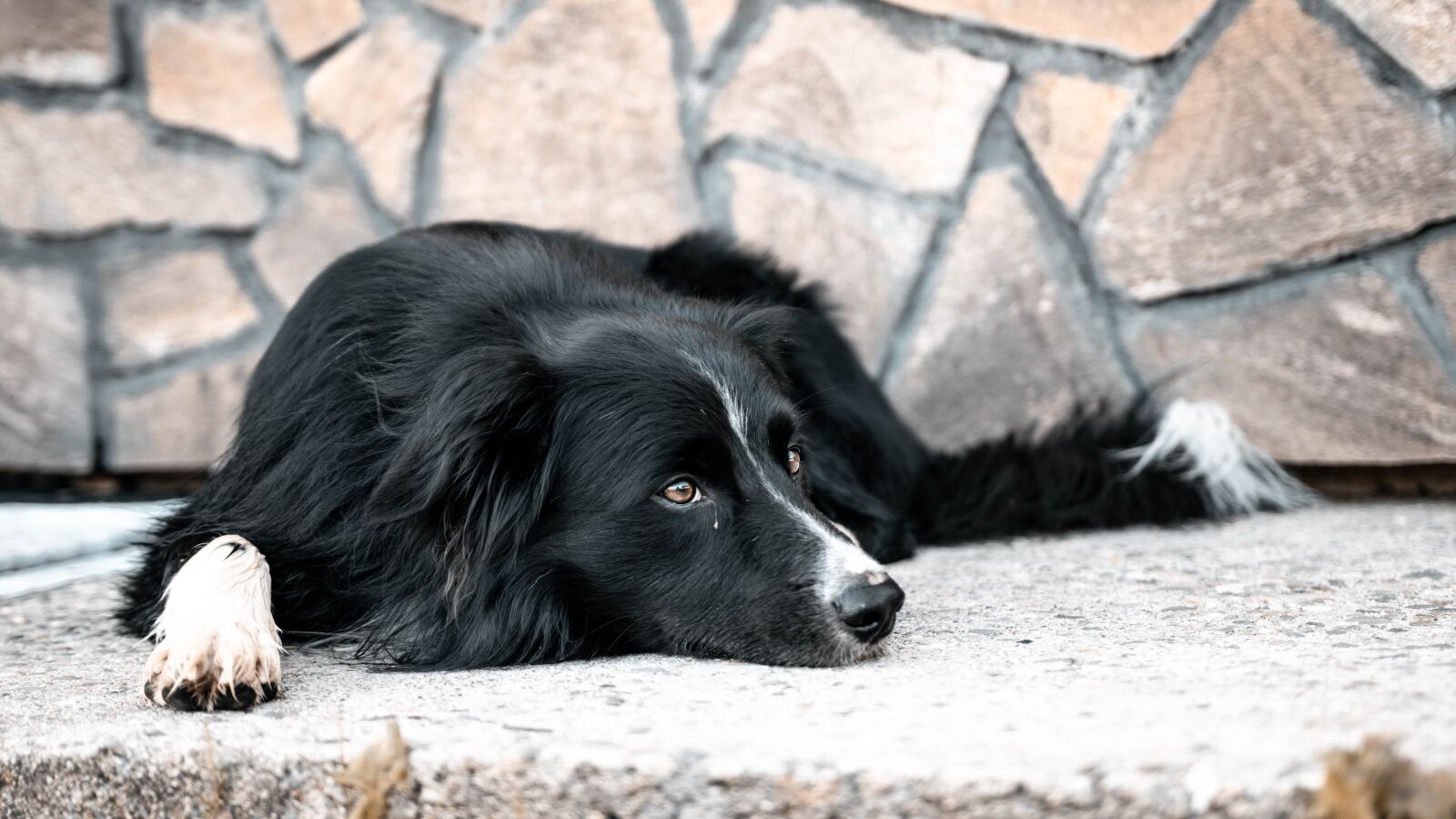 Canon 18-35mm F1.8 DC HSM | Art 013 sample photo. Dog, bordercollie, animal photography