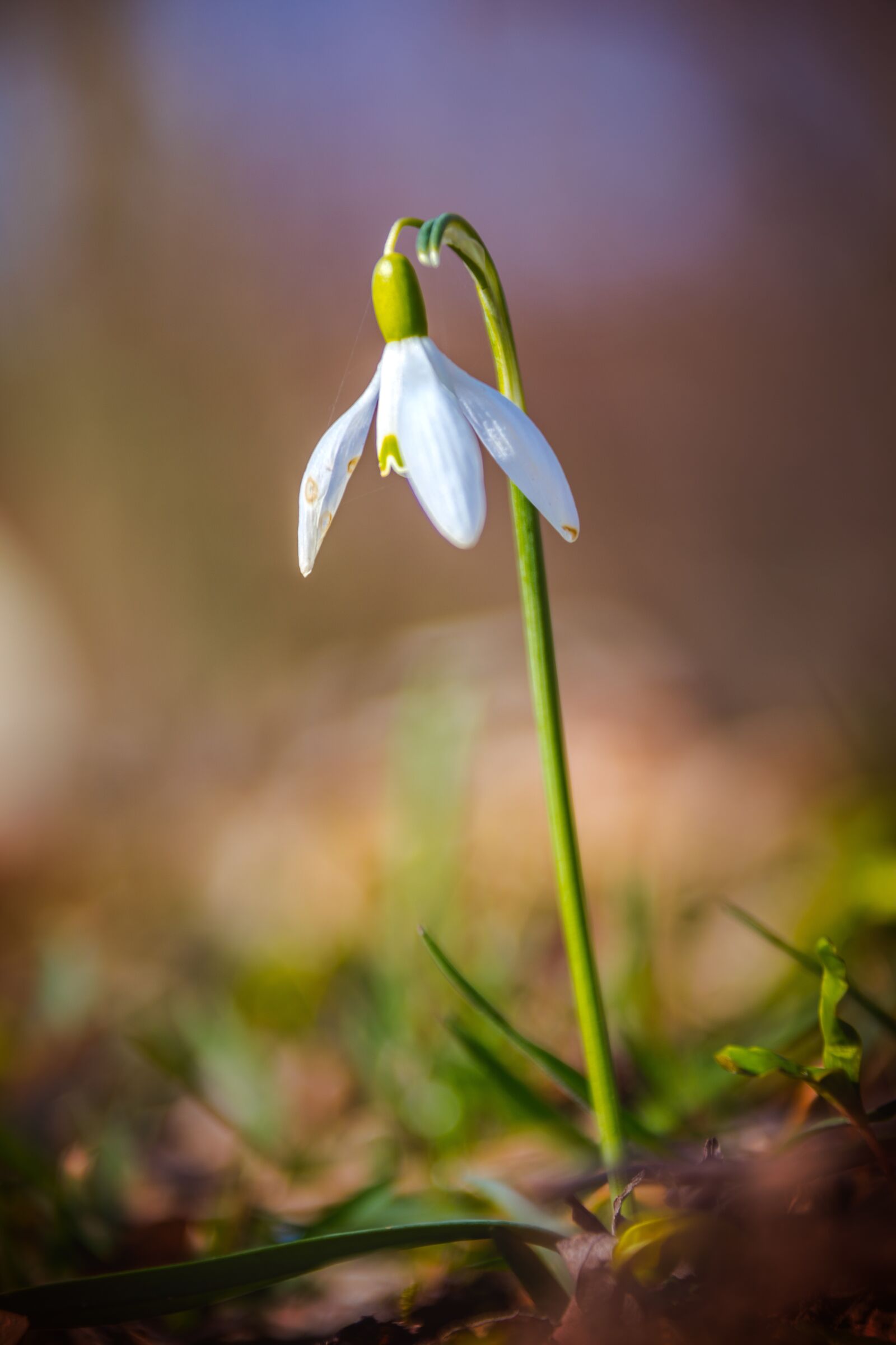 Canon EF 28-300mm F3.5-5.6L IS USM sample photo. Snowdrop, flower, meadow photography