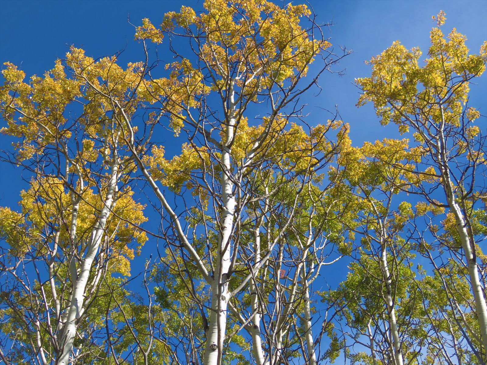 Canon PowerShot SX60 HS sample photo. Birch, trees, sky photography