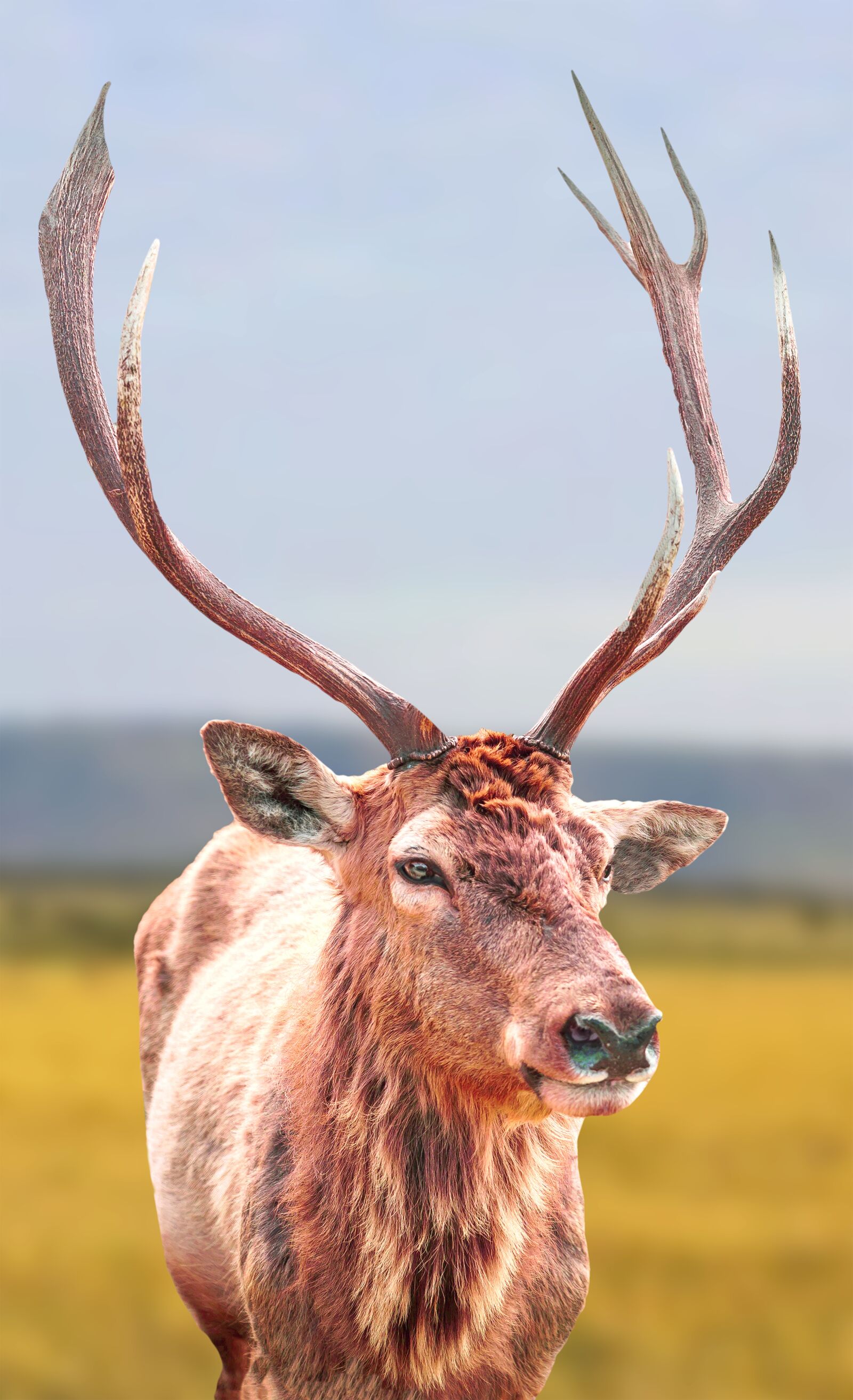 Xiaomi Redmi 5A sample photo. Stag, deer, animal photography