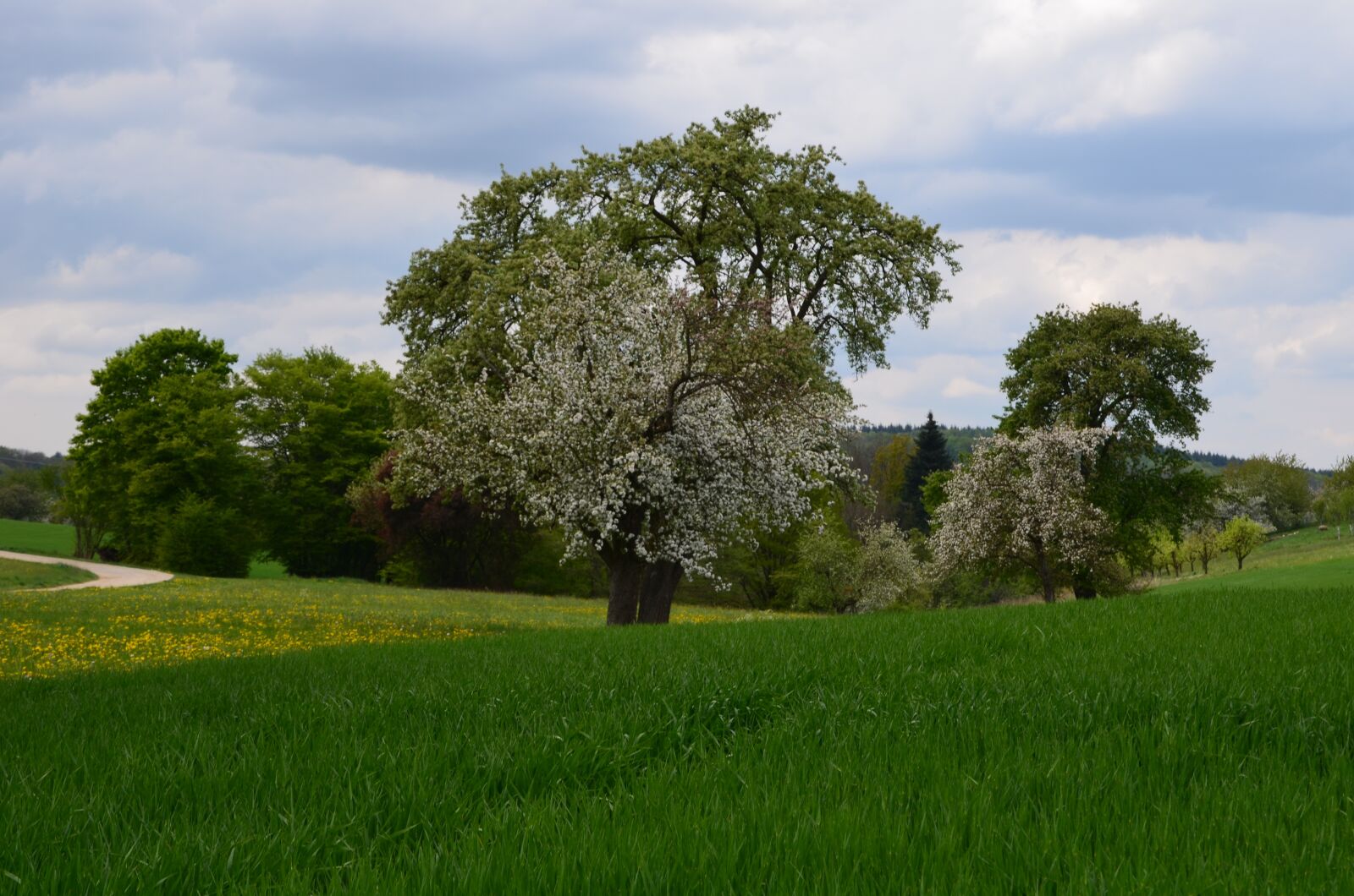 Nikon D5100 sample photo. Spring, meadow, nature photography