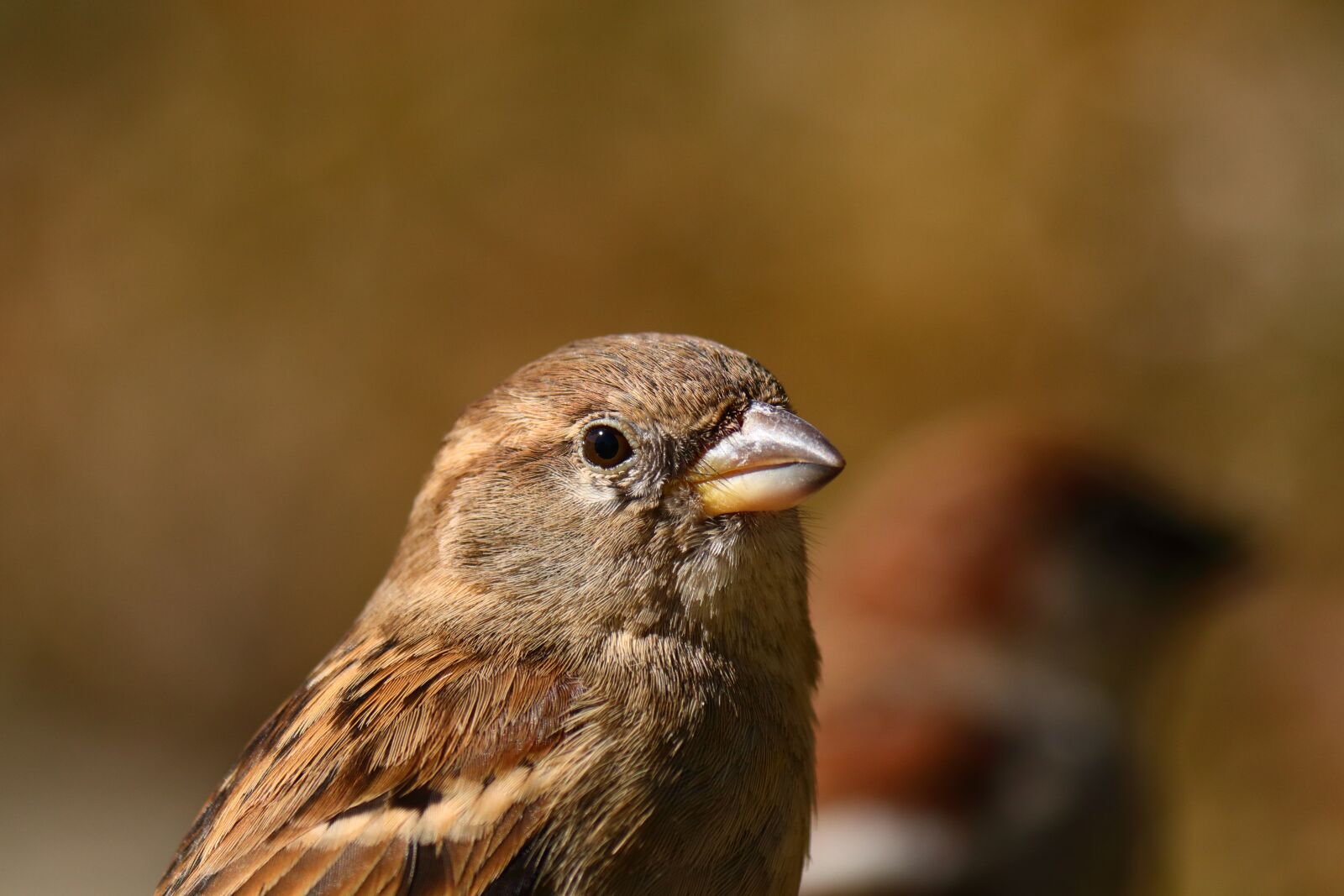 Canon EOS 80D sample photo. Sparrow, park, sun photography