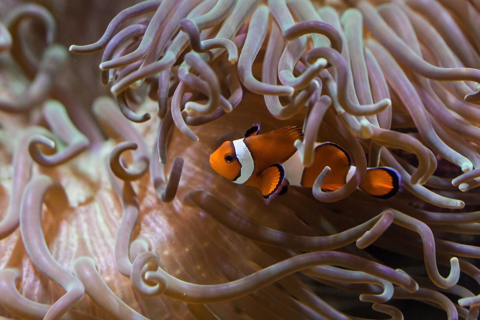 E 50mm F1.8 OSS sample photo. Fish, aquarium, clown fish photography
