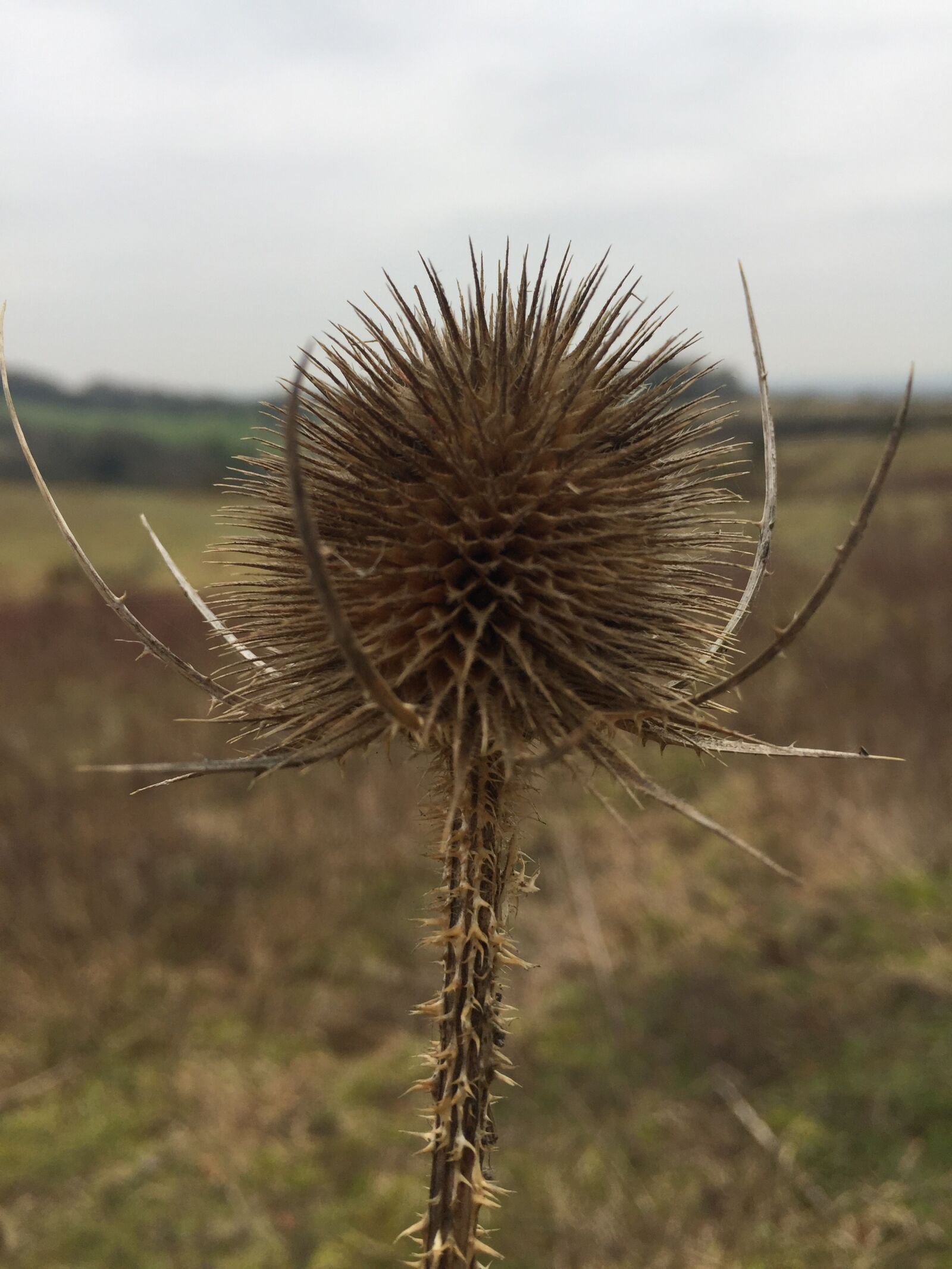 Apple iPhone 6 sample photo. Thistle, autumn, nature photography