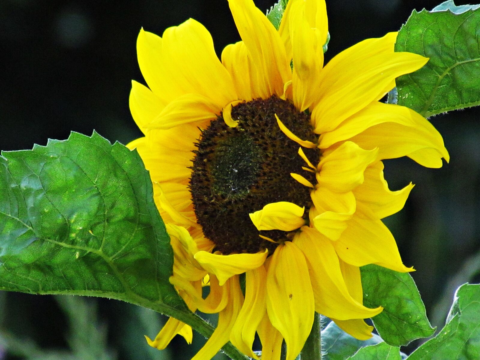 Canon PowerShot SX30 IS sample photo. Sunflower, flower, nature photography