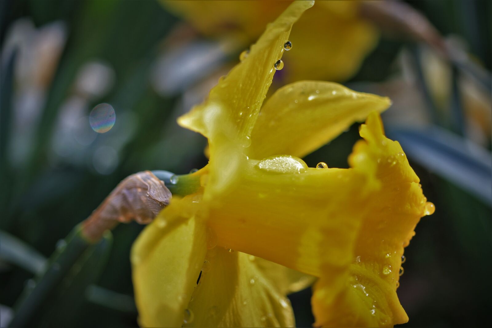 Canon EOS 7D sample photo. Narcissus, yellow, daffodil photography