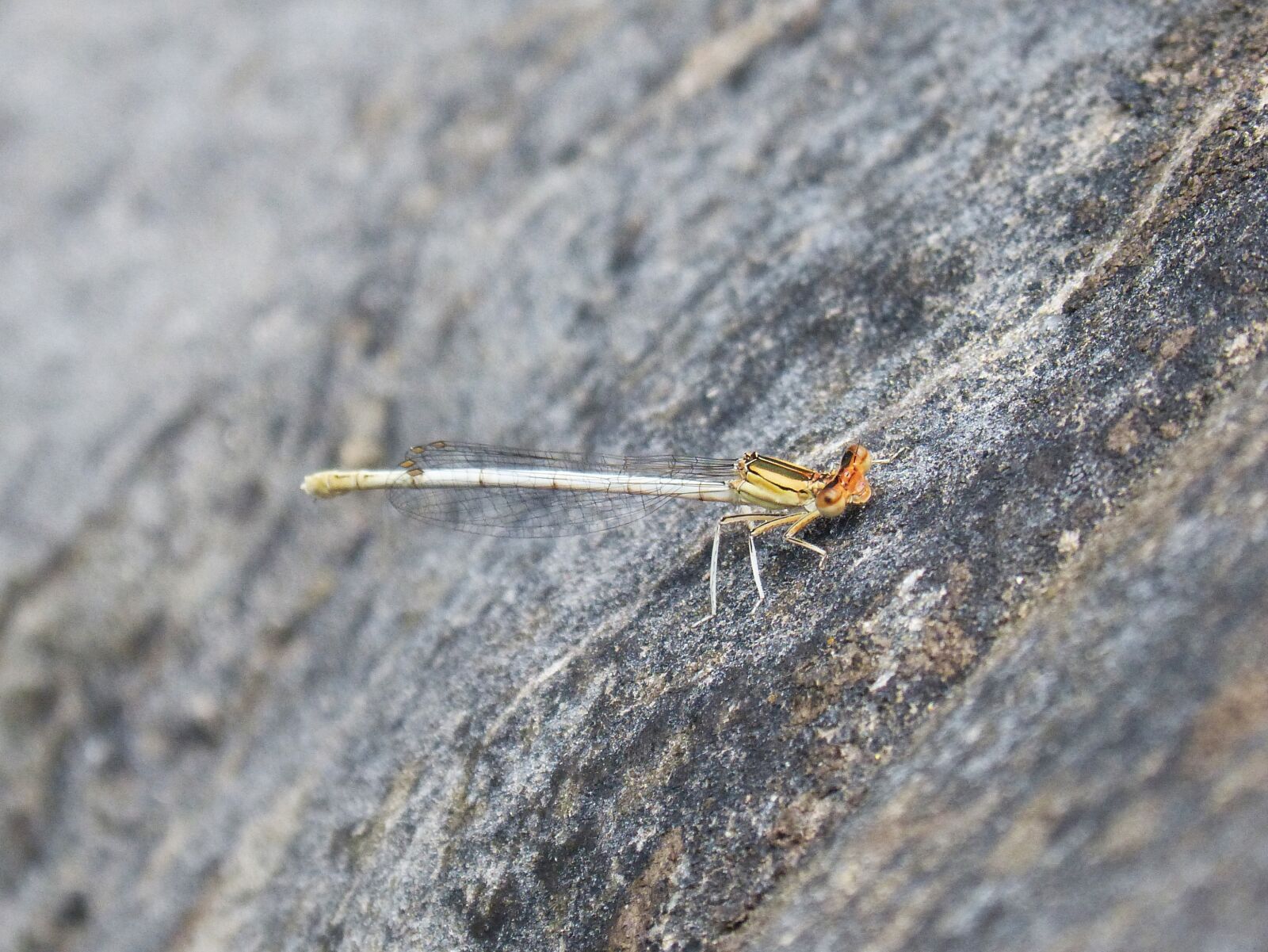 Panasonic DMC-FZ62 sample photo. Dragonfly white, damselfly, rock photography