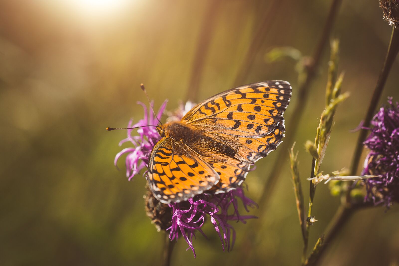Nikon D7100 sample photo. Butterfly, orange, orange butterfly photography