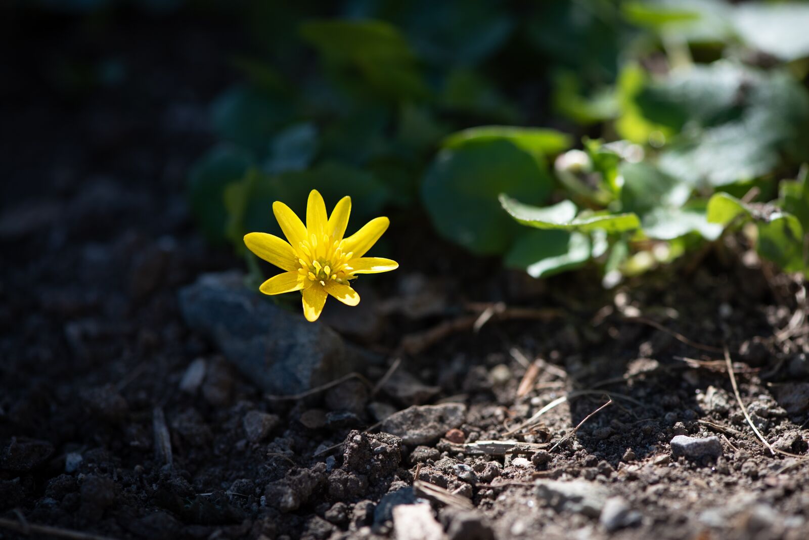 Nikon D750 sample photo. Celandine, flower, yellow photography