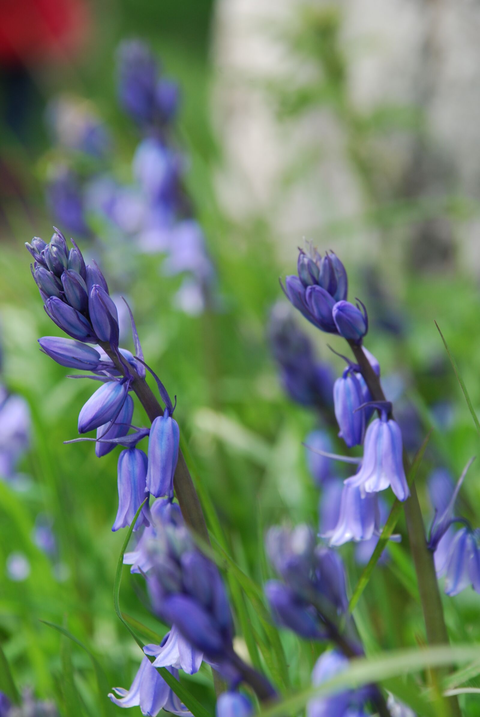 Nikon D80 sample photo. Bluebells, flowers, wildflowers photography