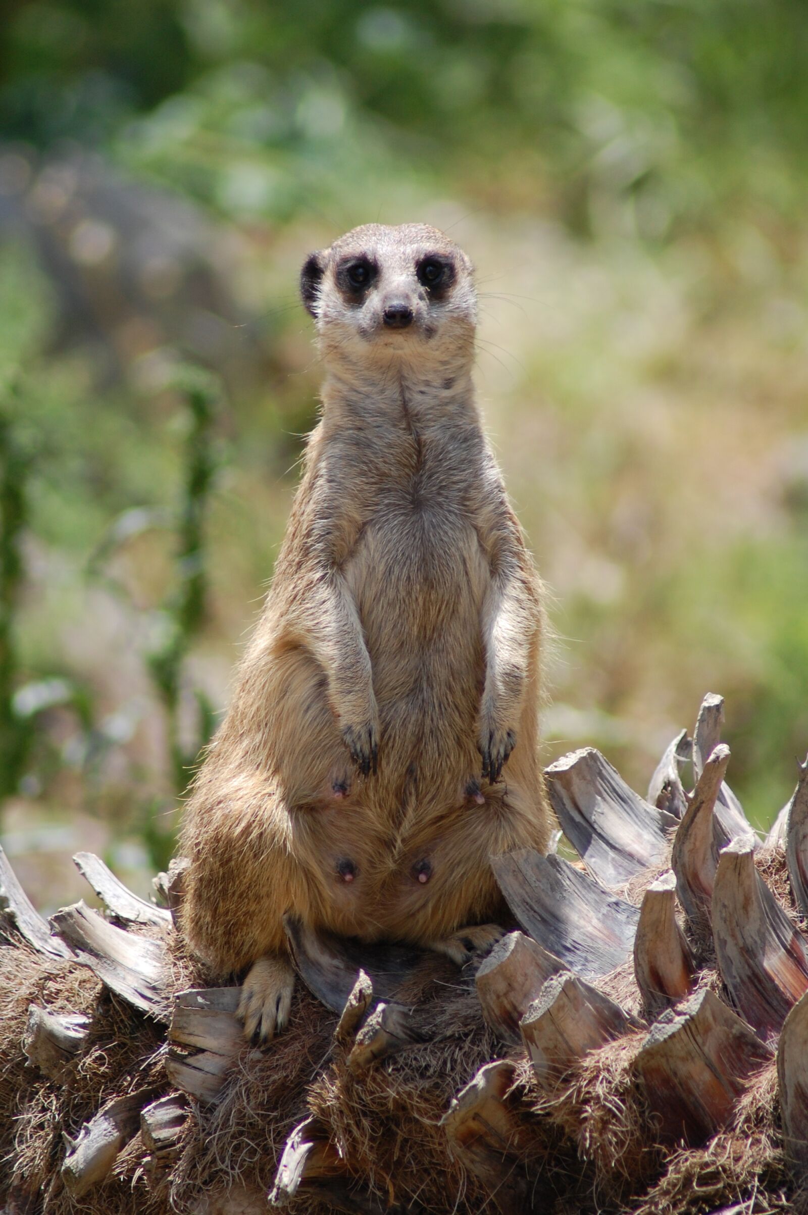 Nikon D40 sample photo. Meerkat, africa, animals photography