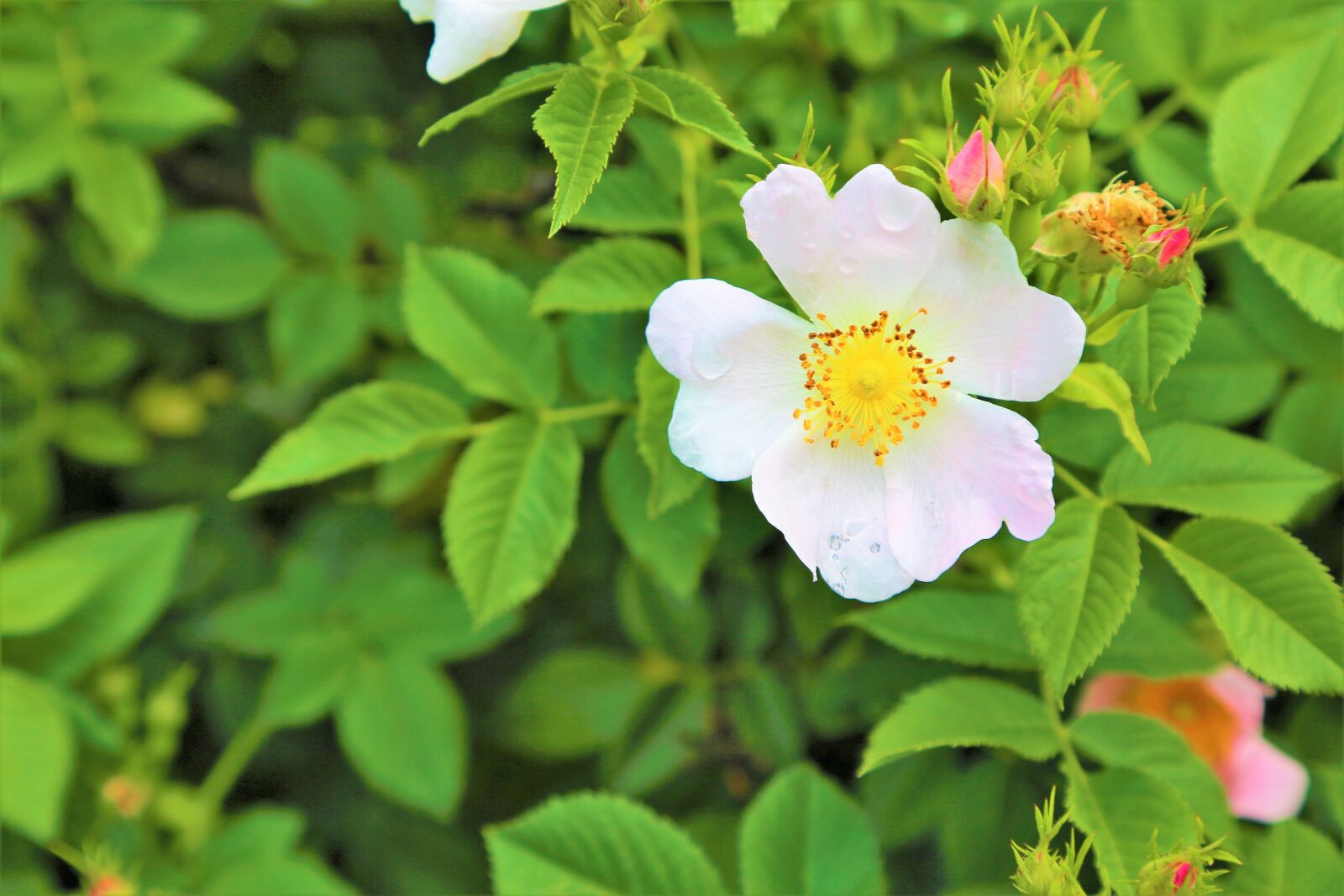 Canon EF 24-105mm F4L IS USM sample photo. Flower, plant, nature photography