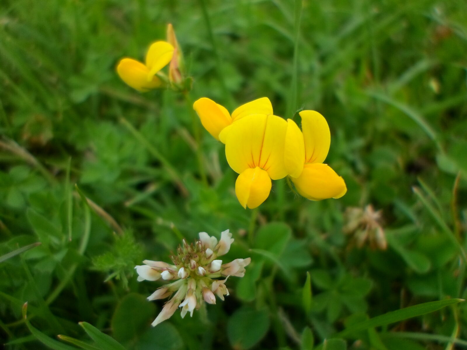 Samsung ST66 / ST68 sample photo. Flowers, nature, wildflowers photography