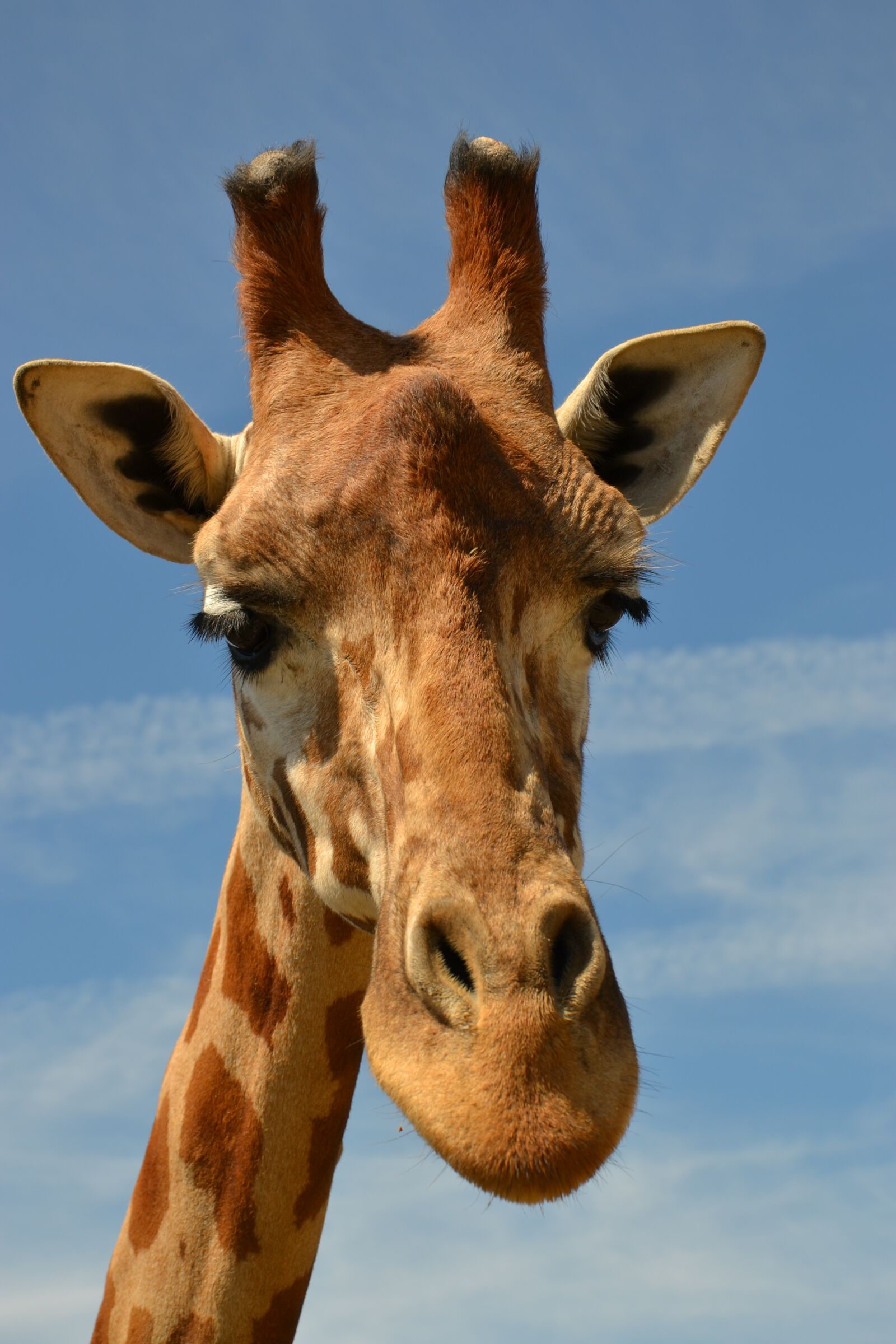 Nikon D3100 sample photo. Giraffe, savanna, animal photography