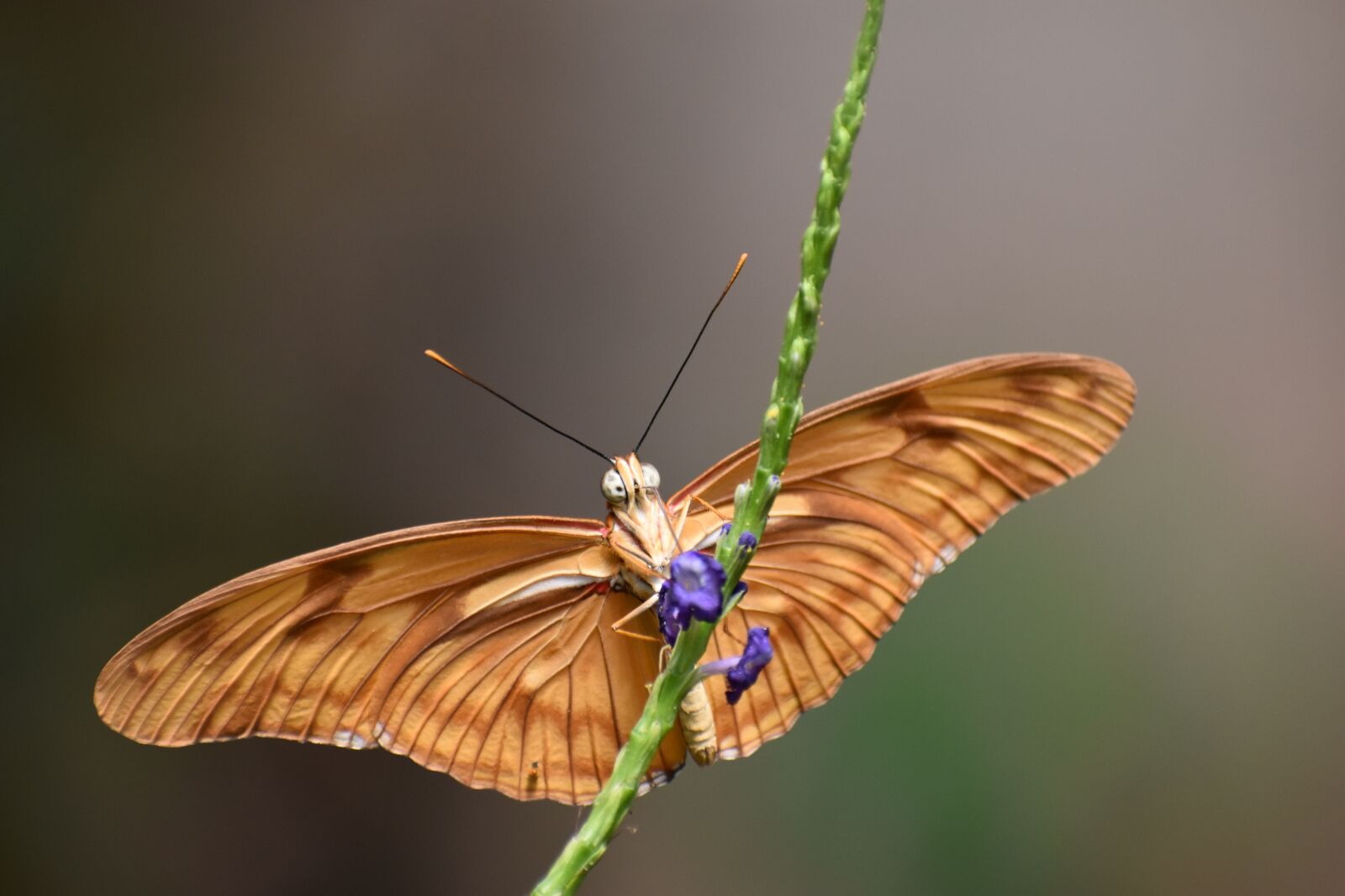 Nikon D5500 sample photo. Butterfly, nature, insects photography