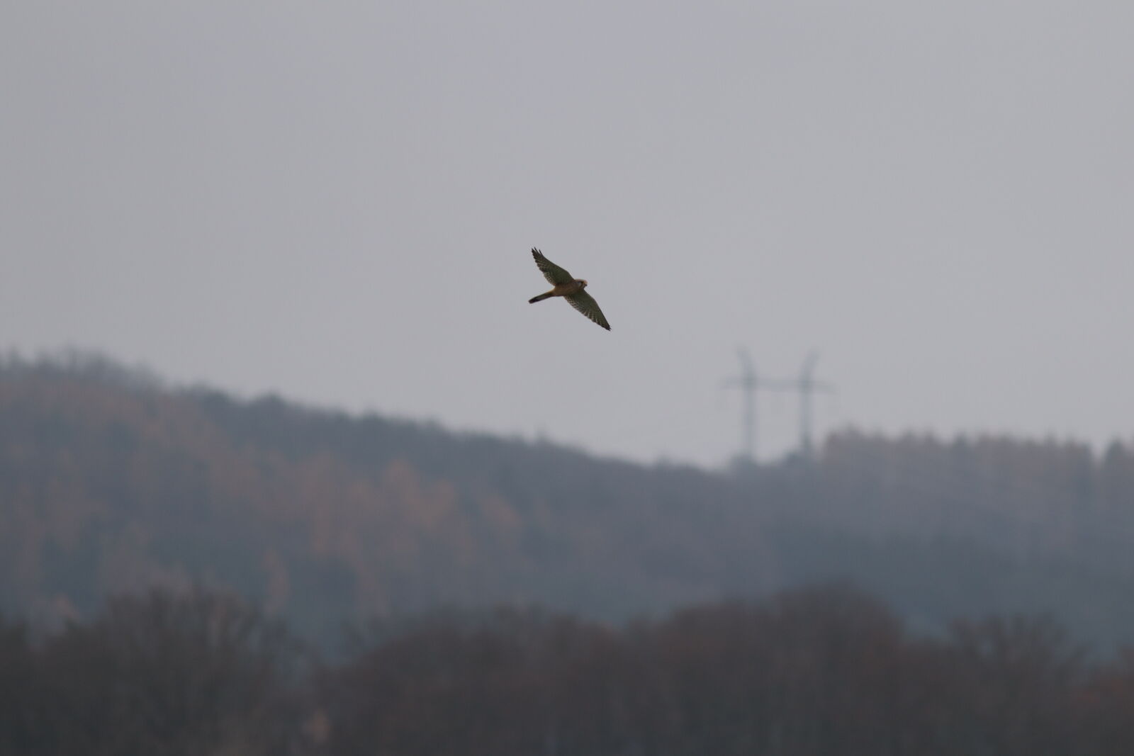 Canon EF 300mm F4L IS USM sample photo
