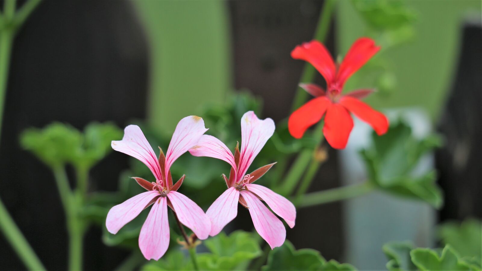 Canon EF 70-300 F4-5.6 IS II USM sample photo. Pink and red flower photography